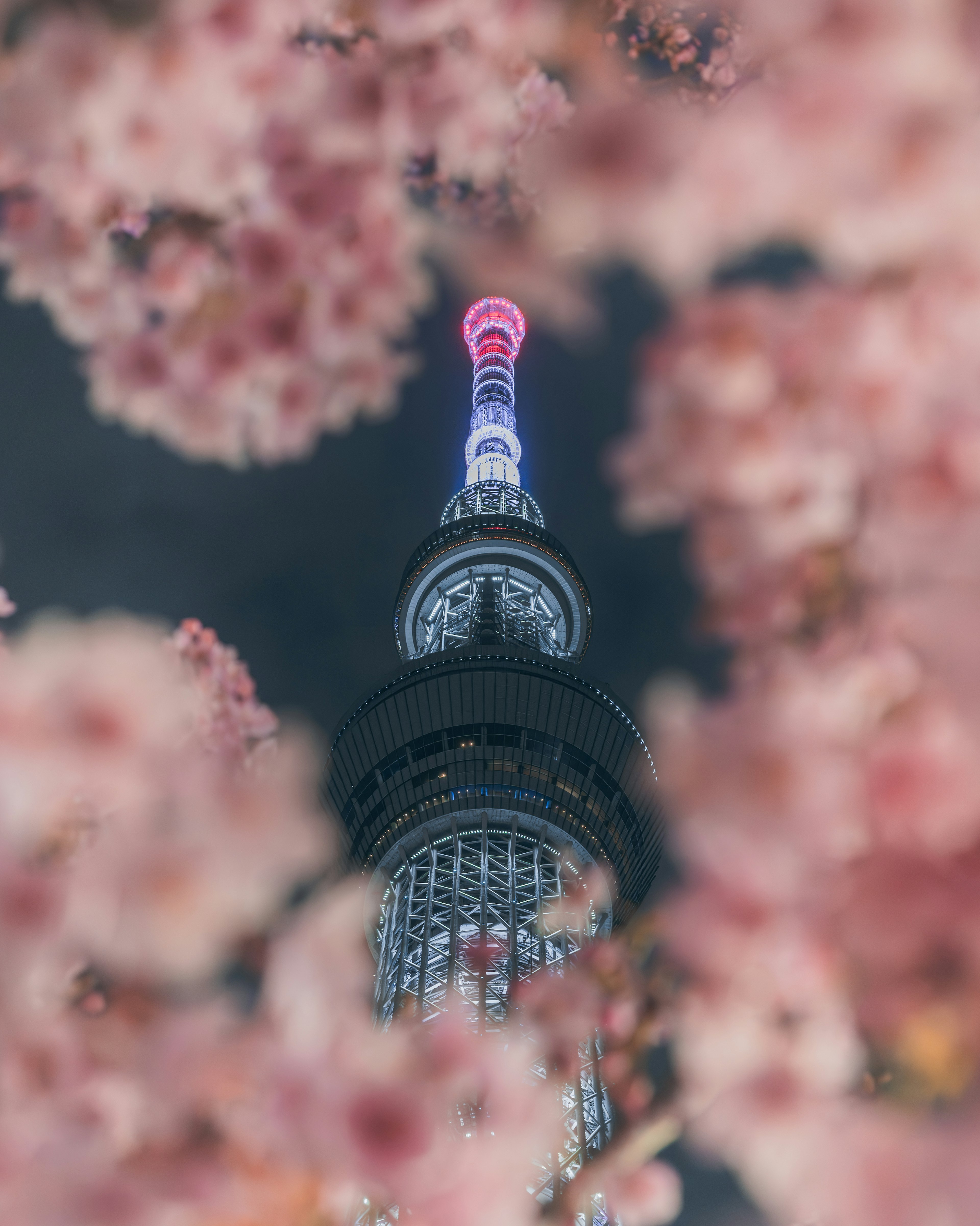 桜の花に囲まれた東京スカイツリーの夜景