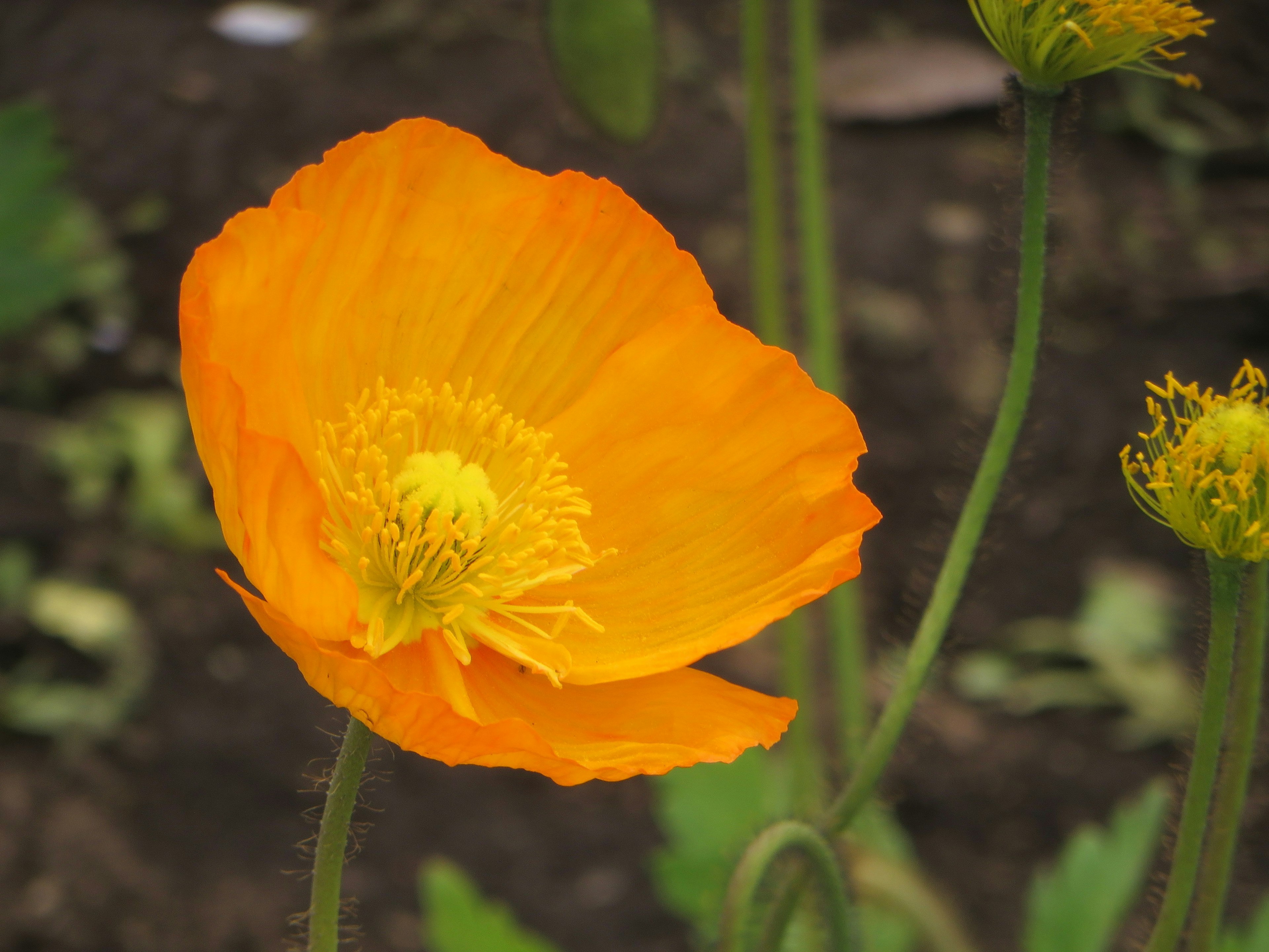 Fiore arancione vivace che sboccia con petali delicati