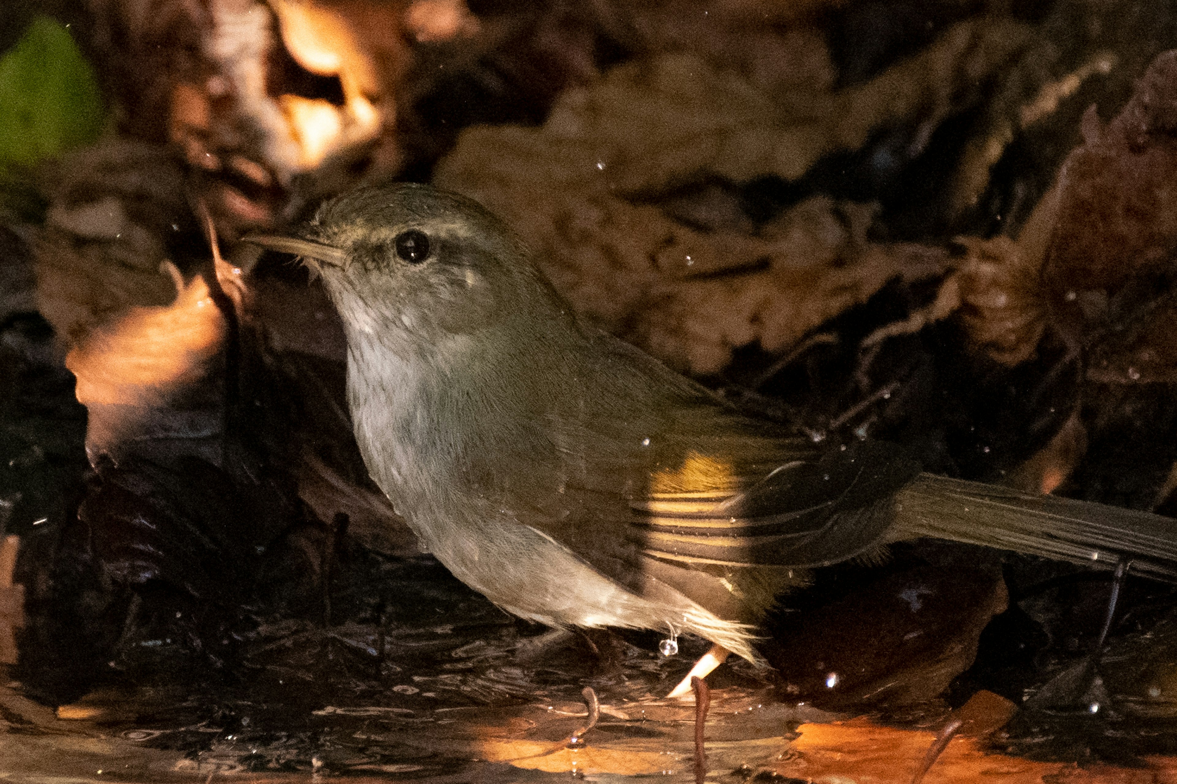 Piccolo uccello grigio appollaiato su foglie in una foresta buia