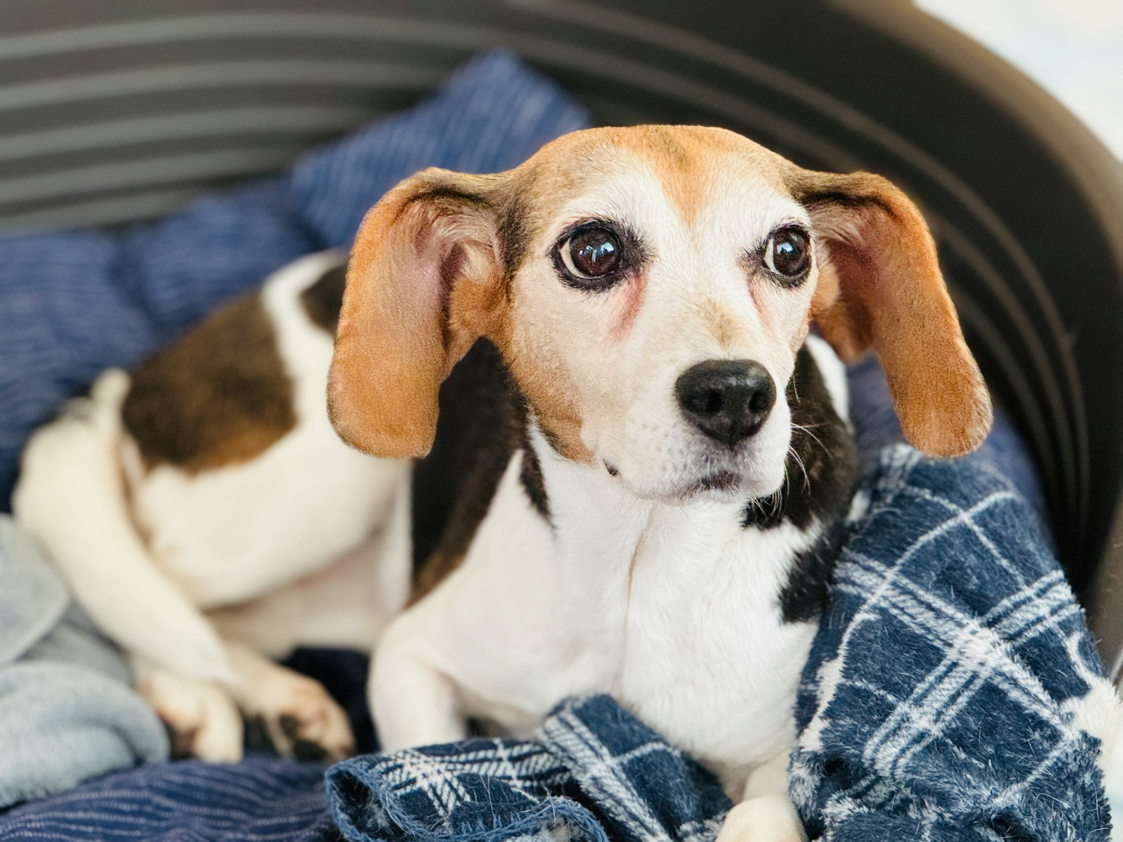 A beige and black Beagle dog relaxing on a blue blanket