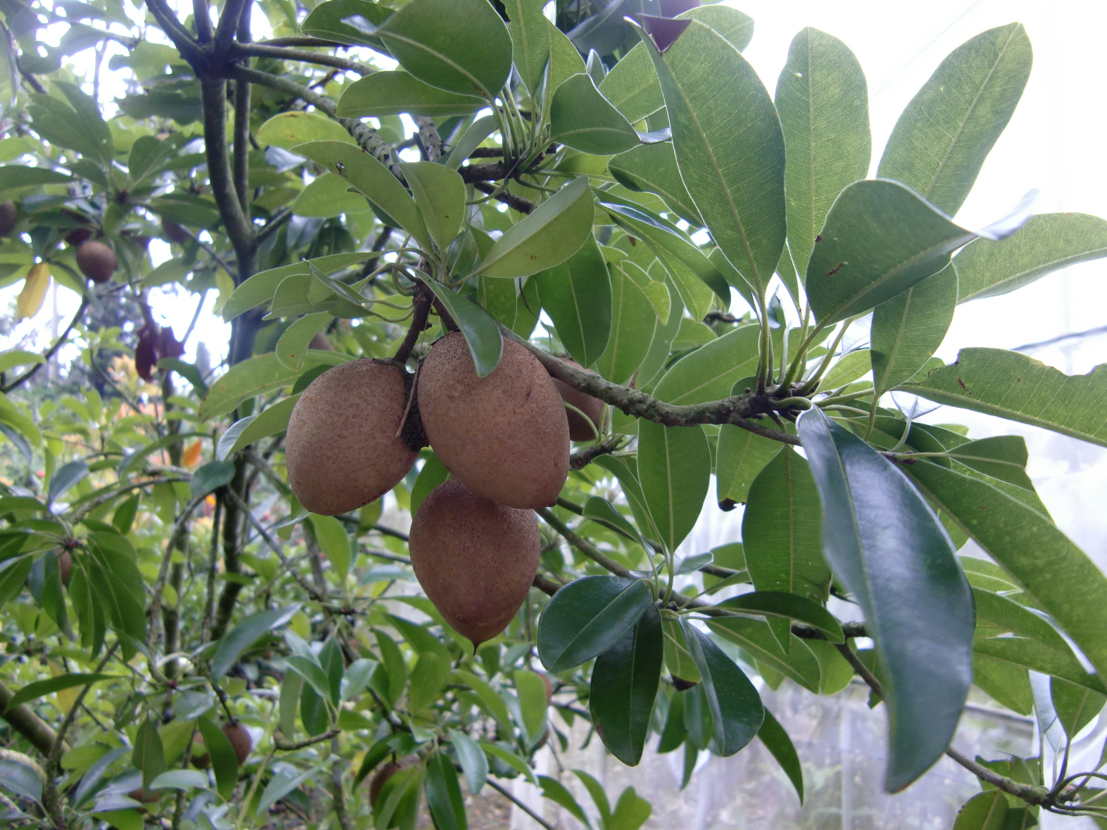 Ranting pohon dengan buah cokelat dan daun hijau