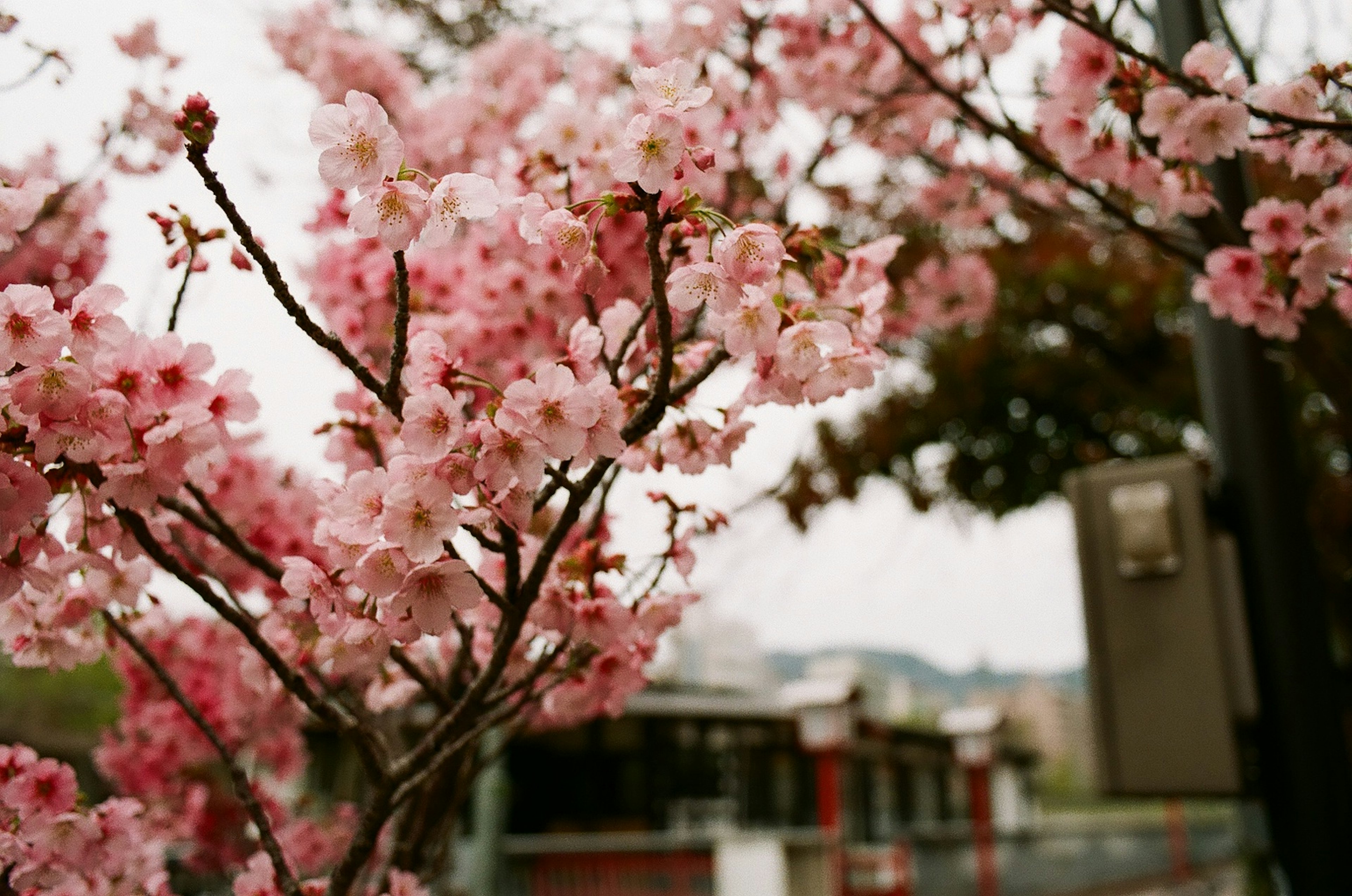 桜の花が咲いている枝のクローズアップ背景にぼんやりした風景