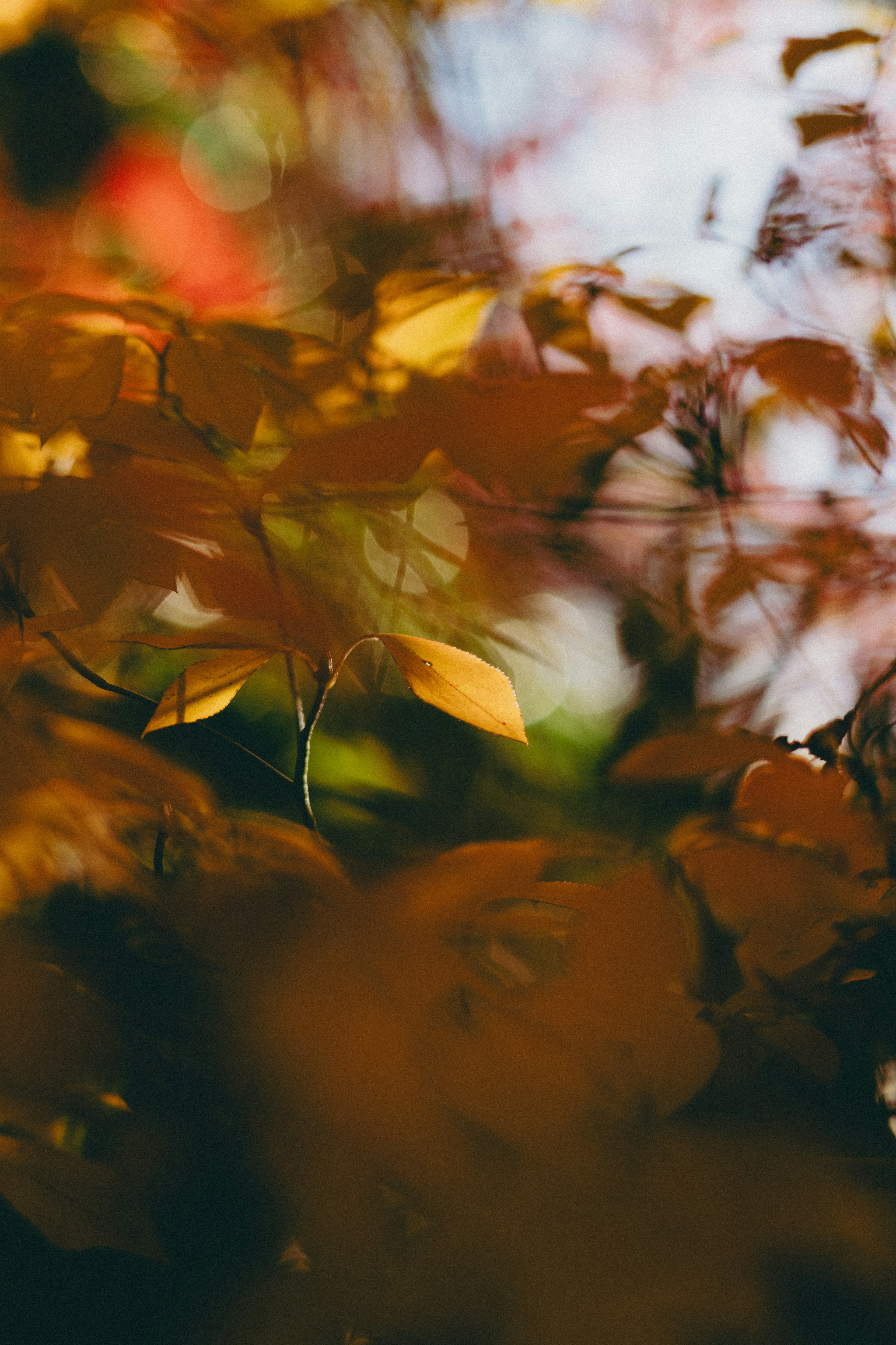 Belle foglie d'autunno sfocate sullo sfondo