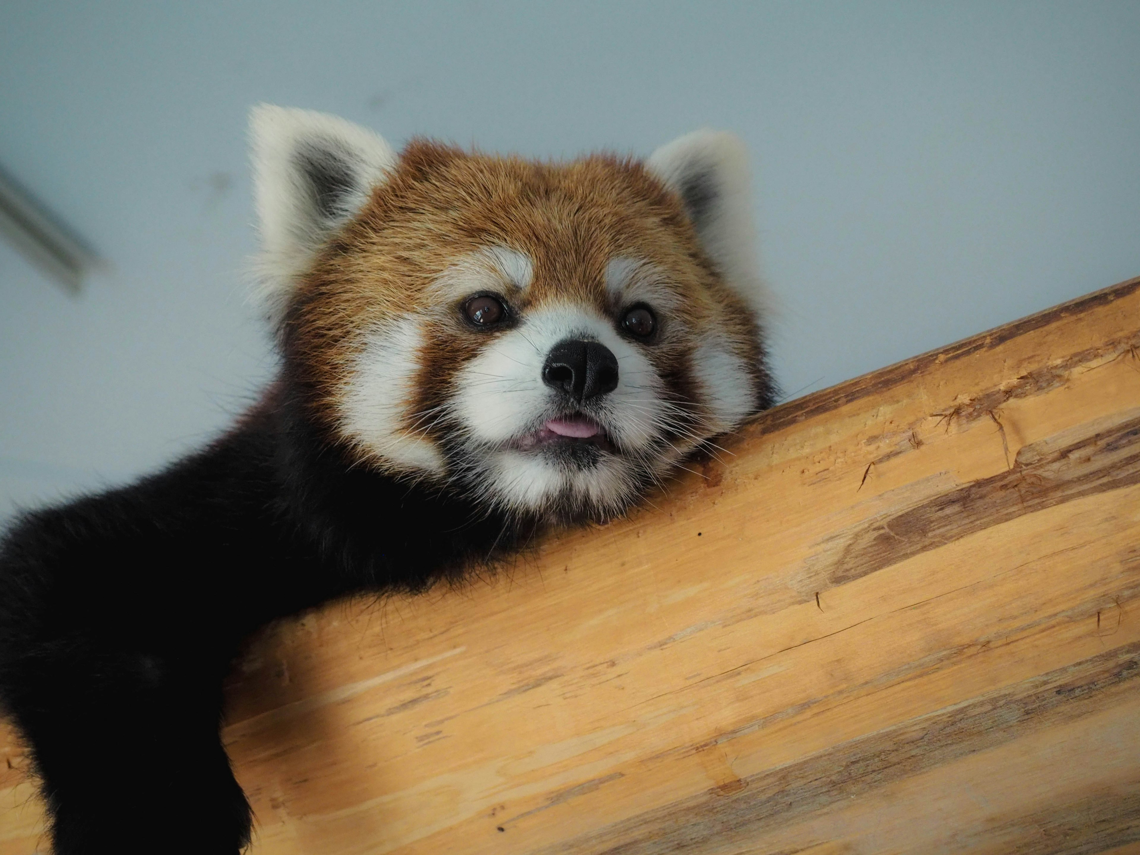 Ein roter Panda, der über eine Holzoberfläche mit einem neugierigen Blick schaut