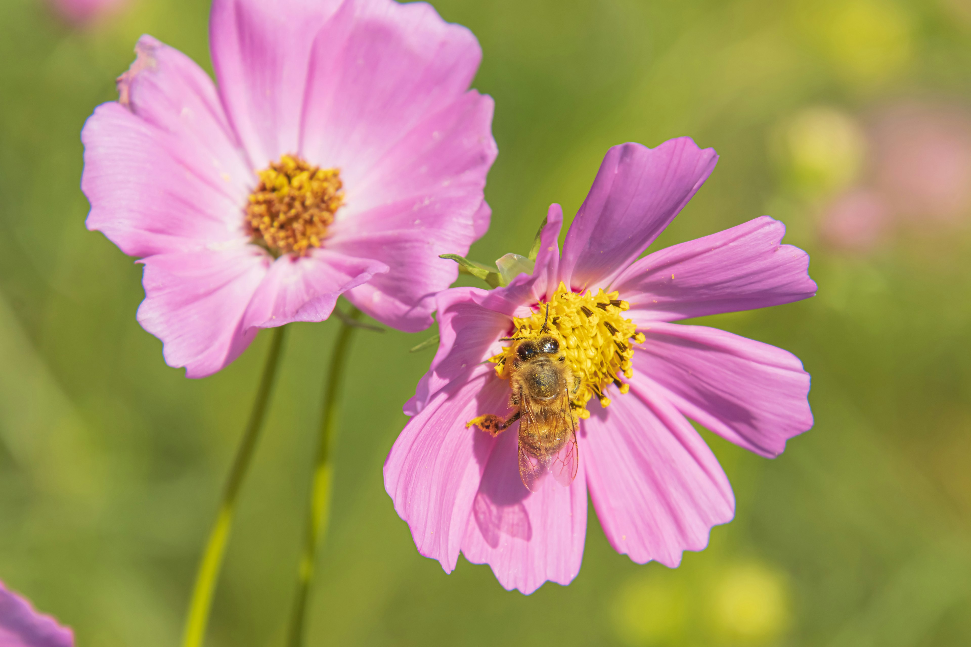 Deux fleurs roses avec des centres jaunes dans un cadre naturel