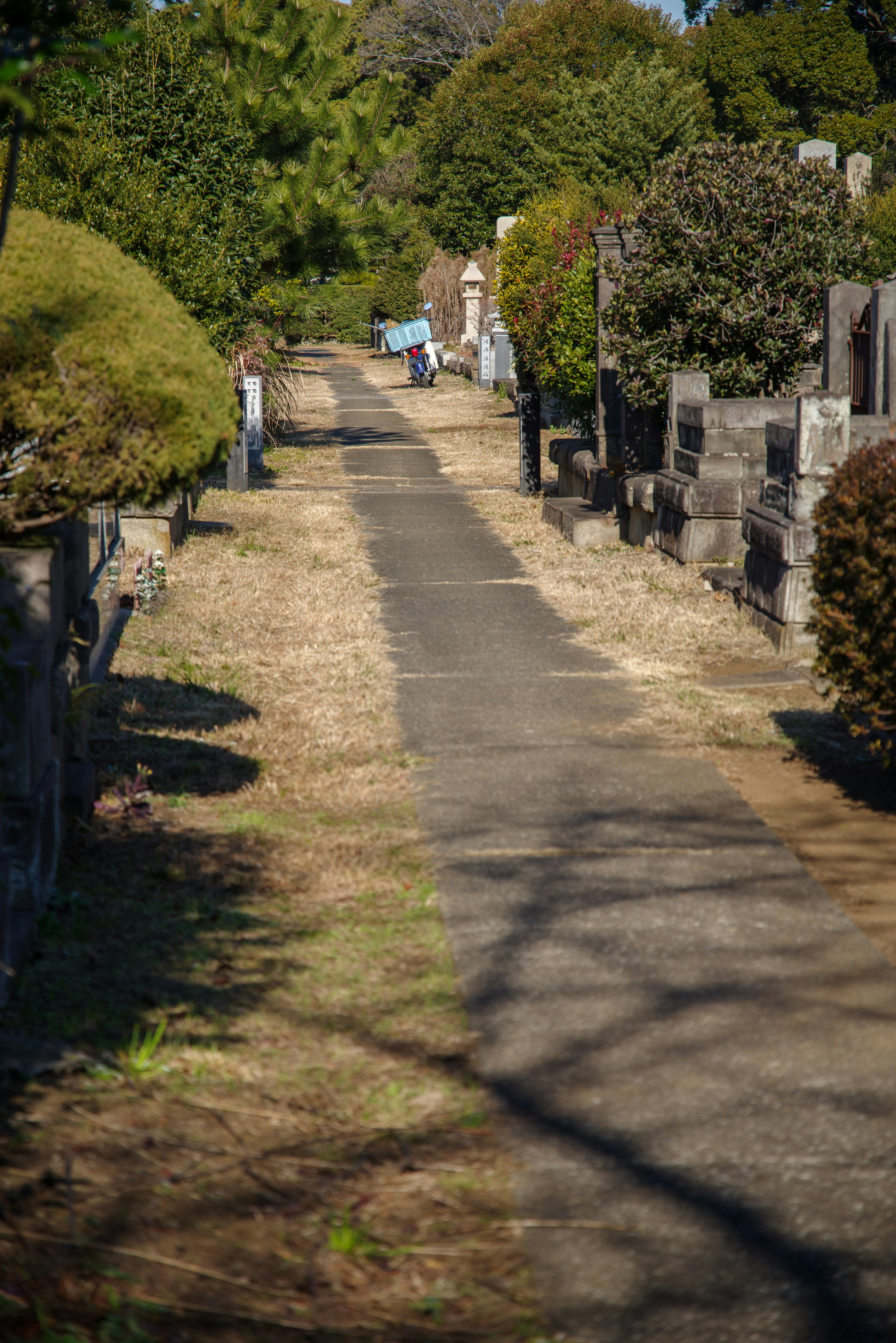 A serene path through a cemetery lined with greenery and gravestones