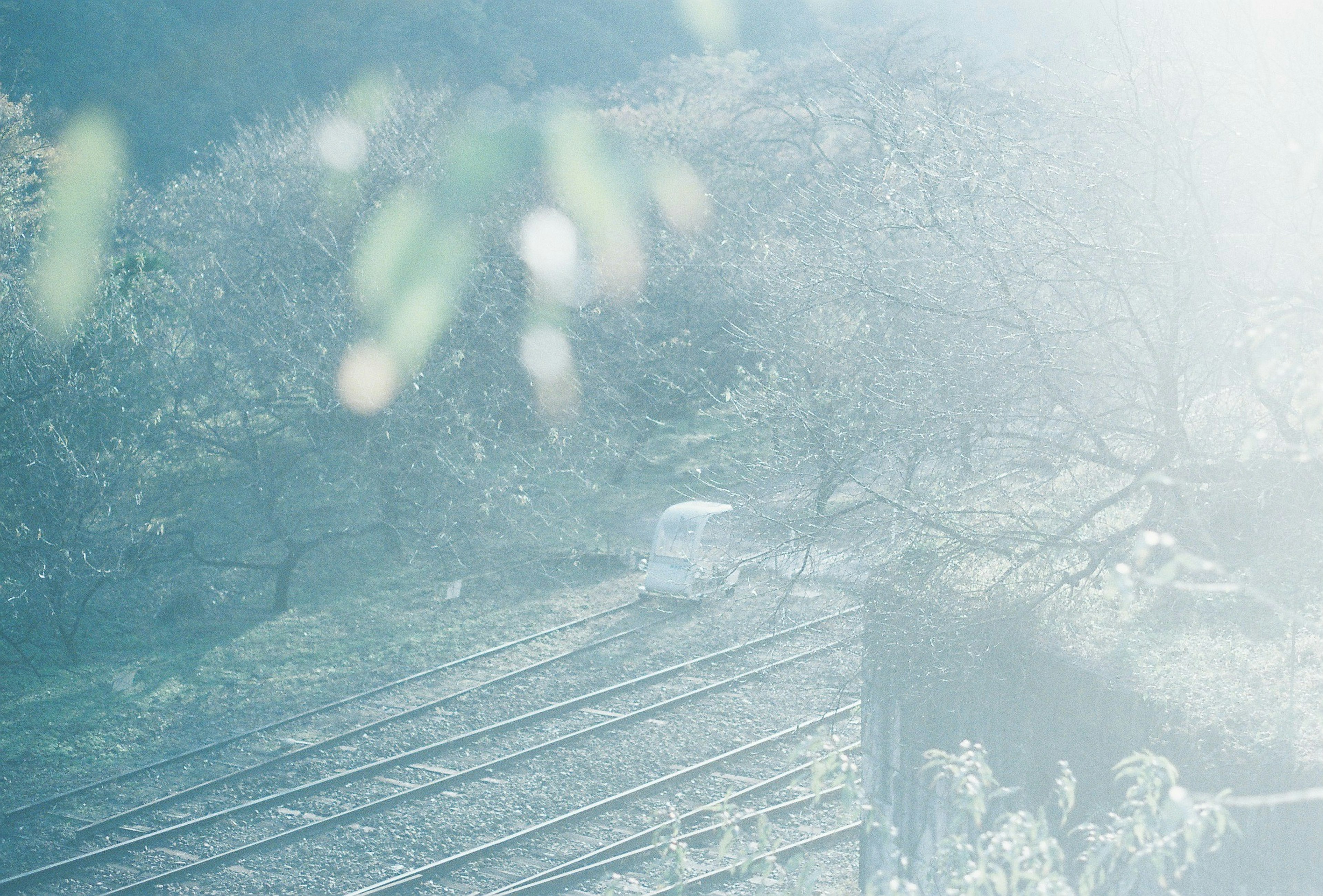 薄霧の中の鉄道線路と桜の木