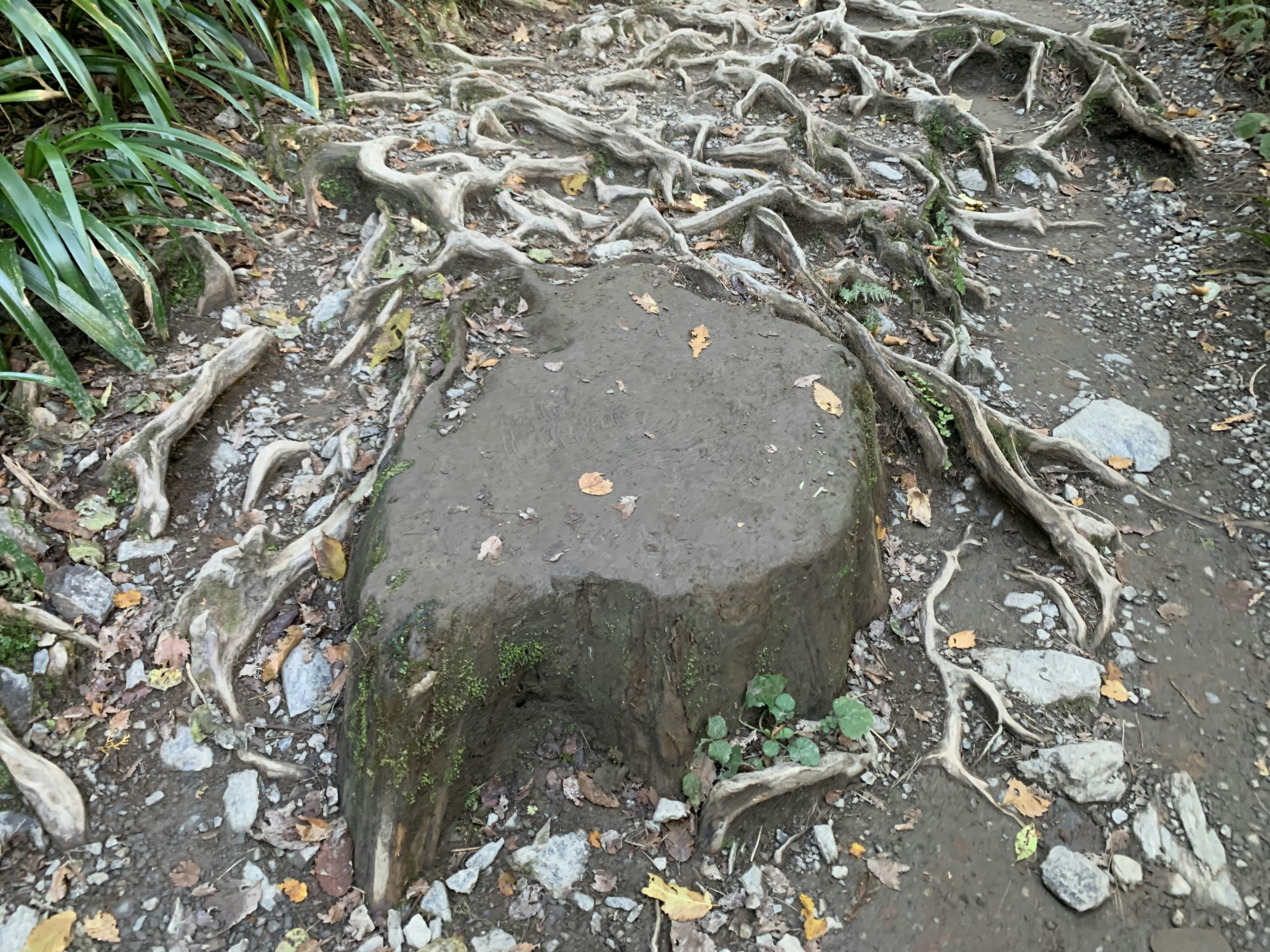 地面に張り巡らされた木の根と石の塊の画像