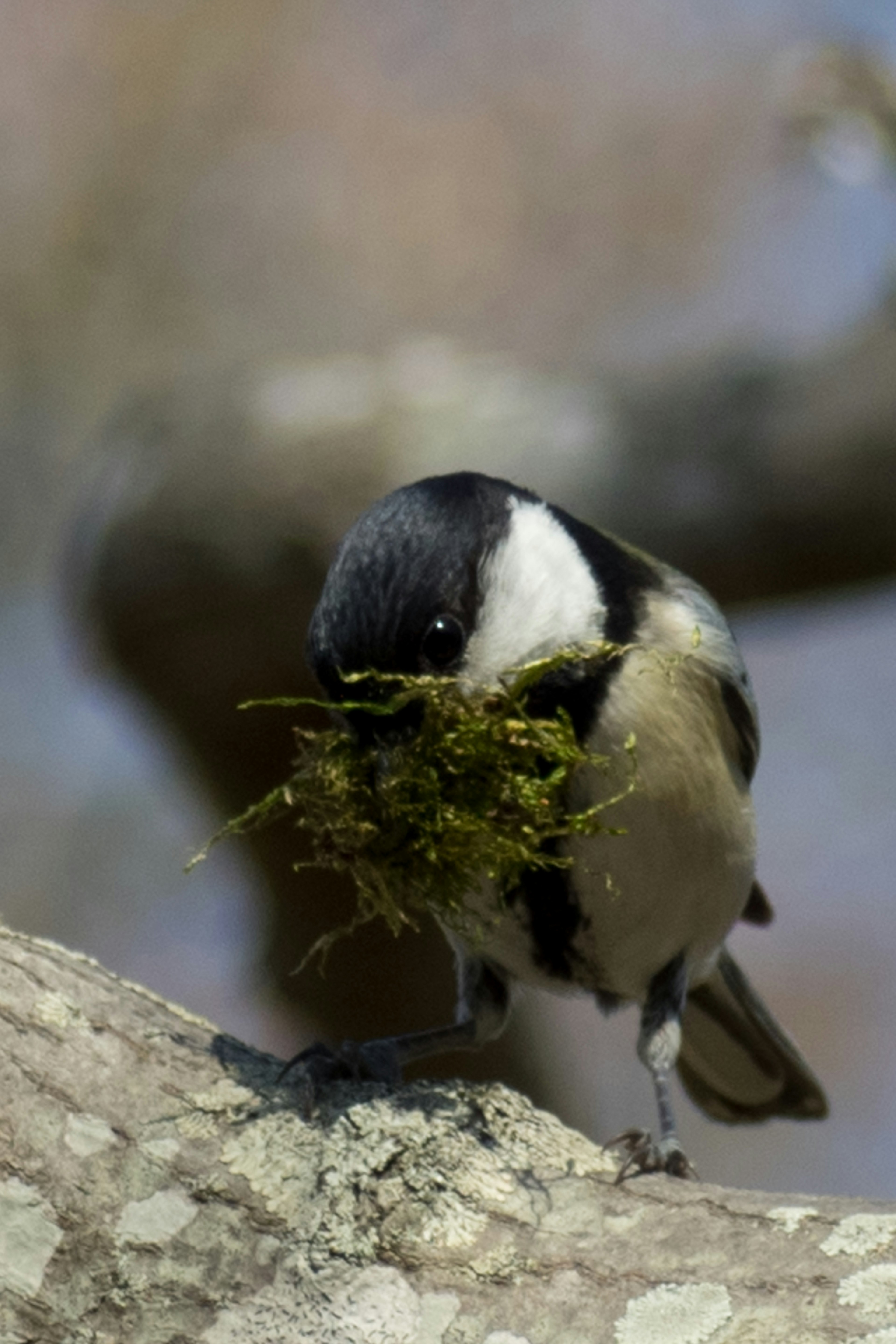 A bird perched on a branch holding nesting material in its beak