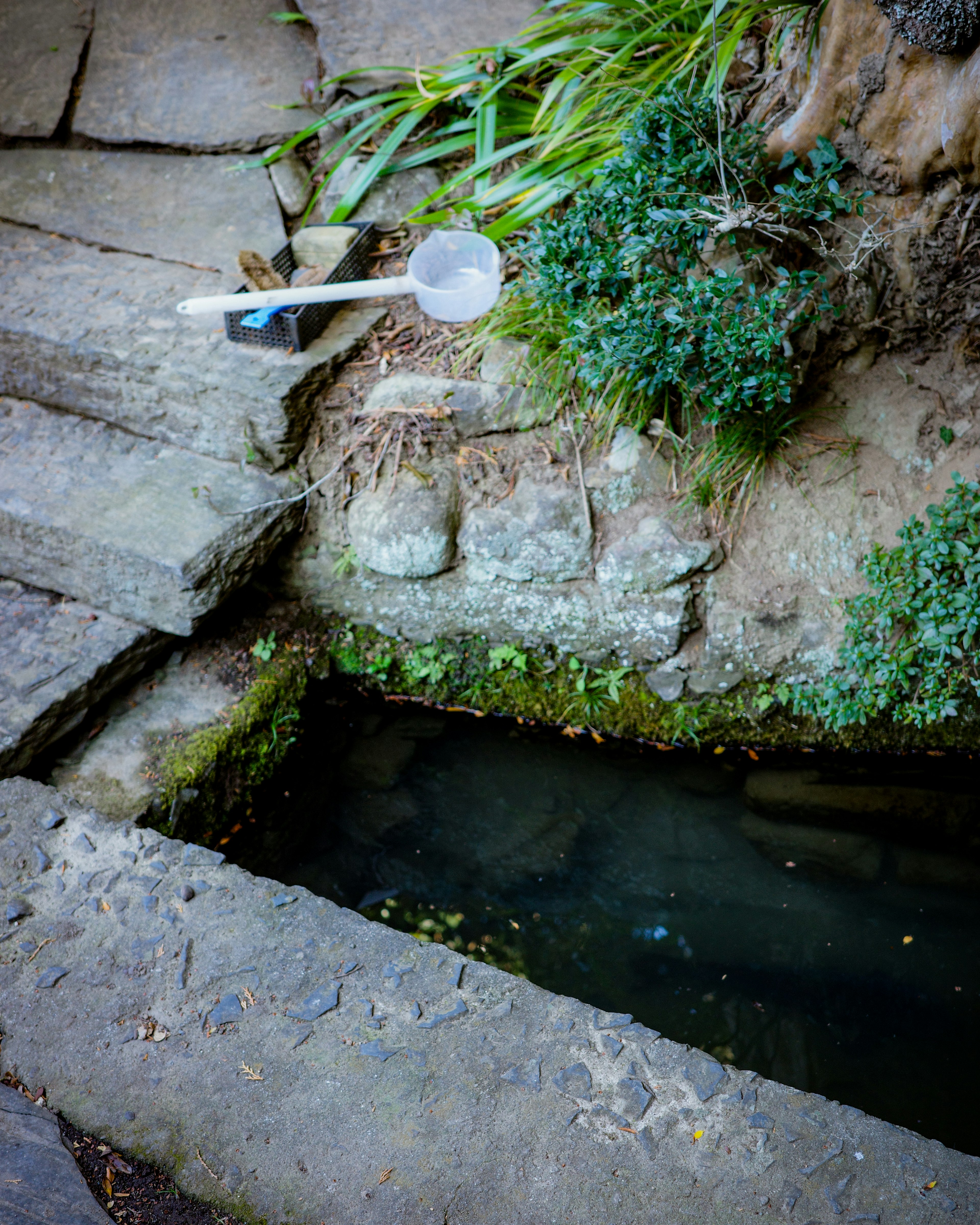 Immagine di una sorgente d'acqua con scalini in pietra e piante verdi