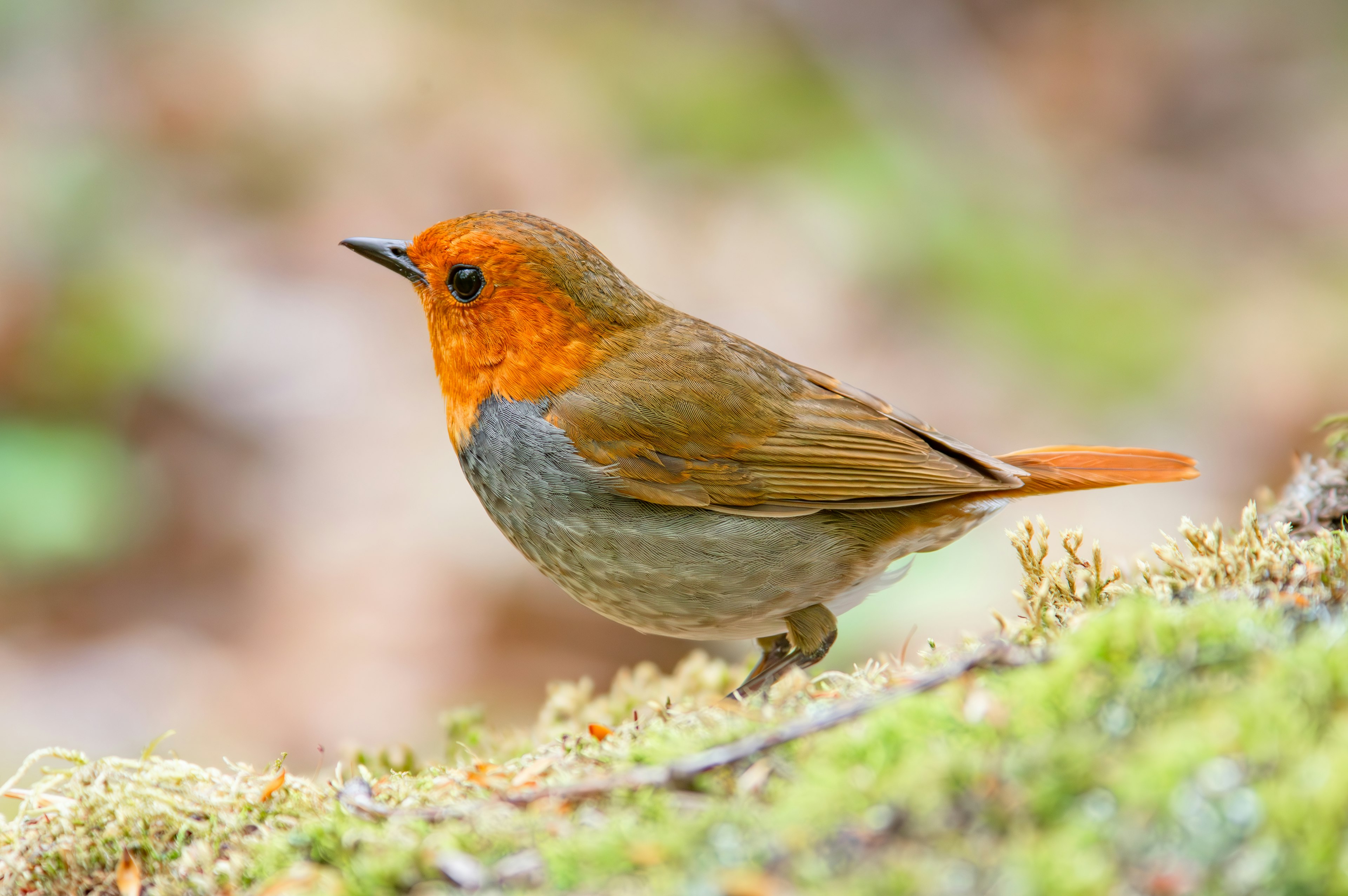 オレンジ色の頭を持つ小さな鳥が苔の上に立っている