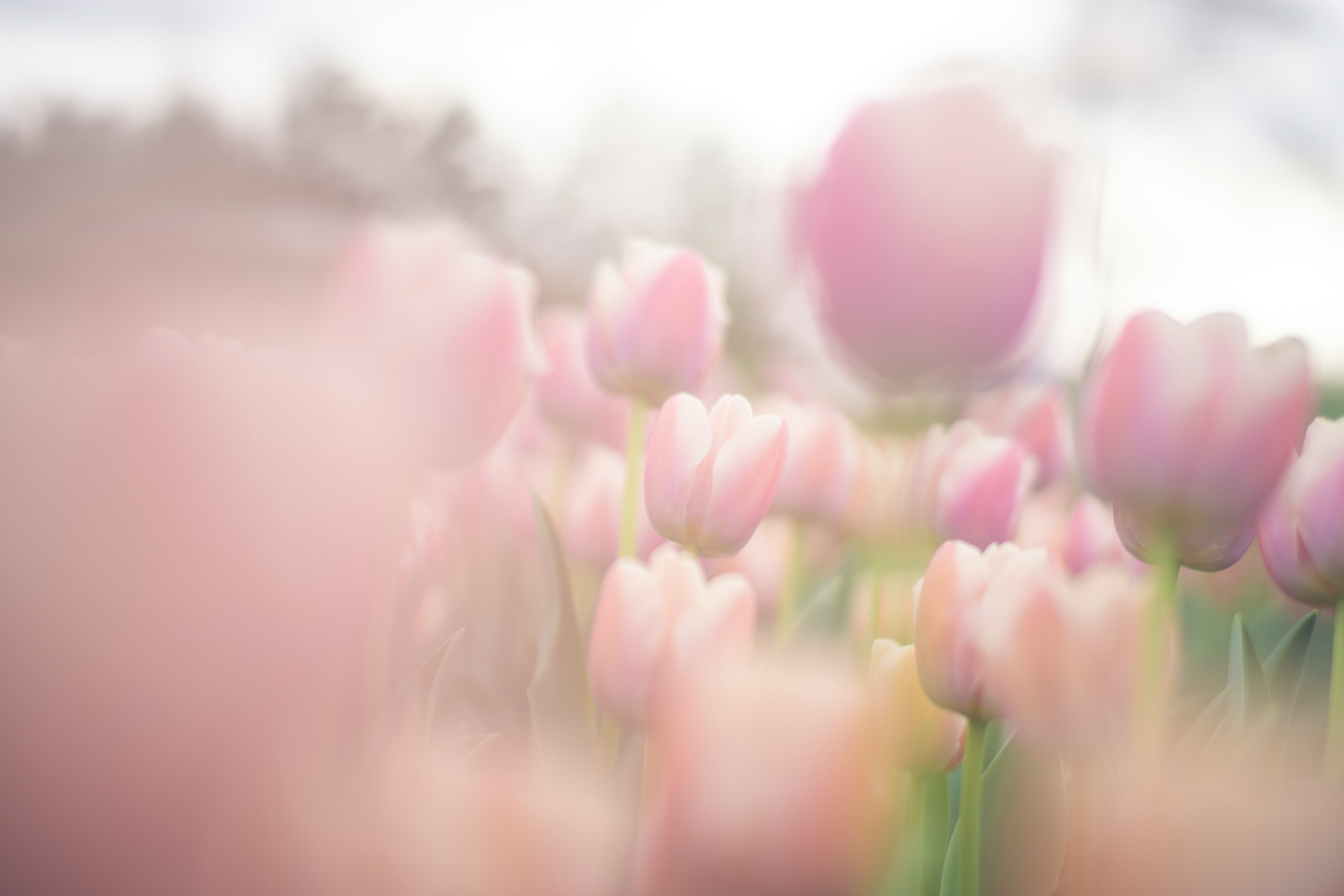 Ein unscharfes Bild von blühenden rosa Tulpen in einem Garten