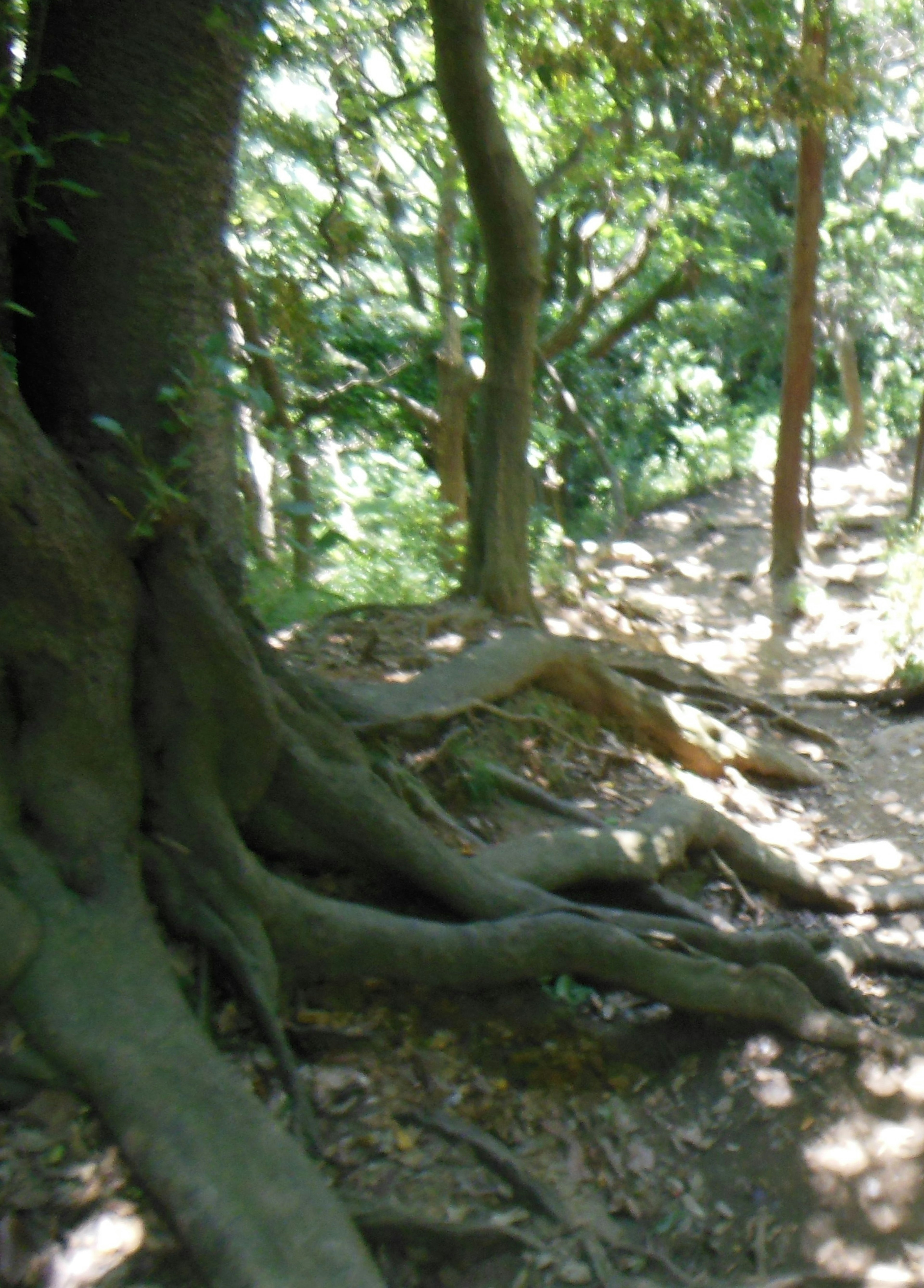 Scena di un sentiero forestale con spesse radici di alberi che si estendono sul terreno