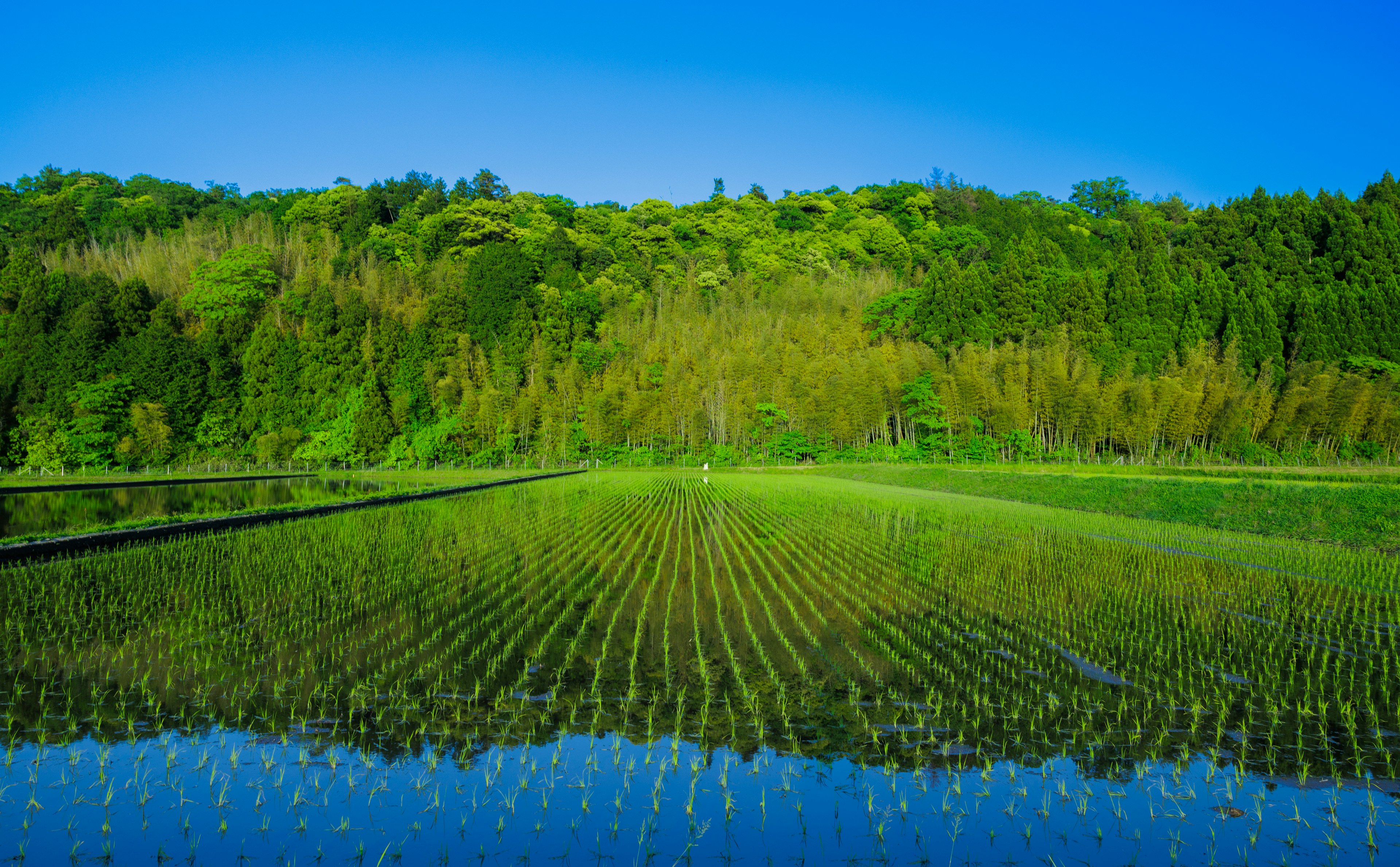 青い空の下に広がる緑豊かな水田と森林の風景