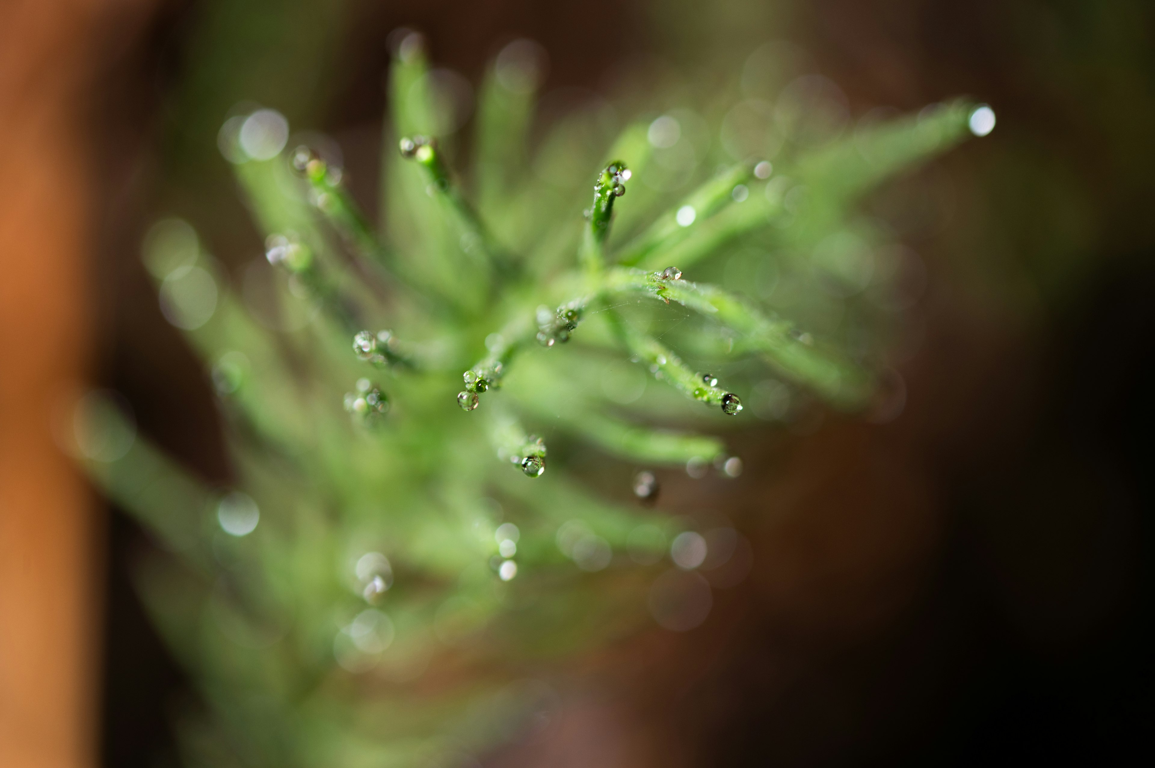 Primer plano de una planta verde con hojas frescas y gotas de agua