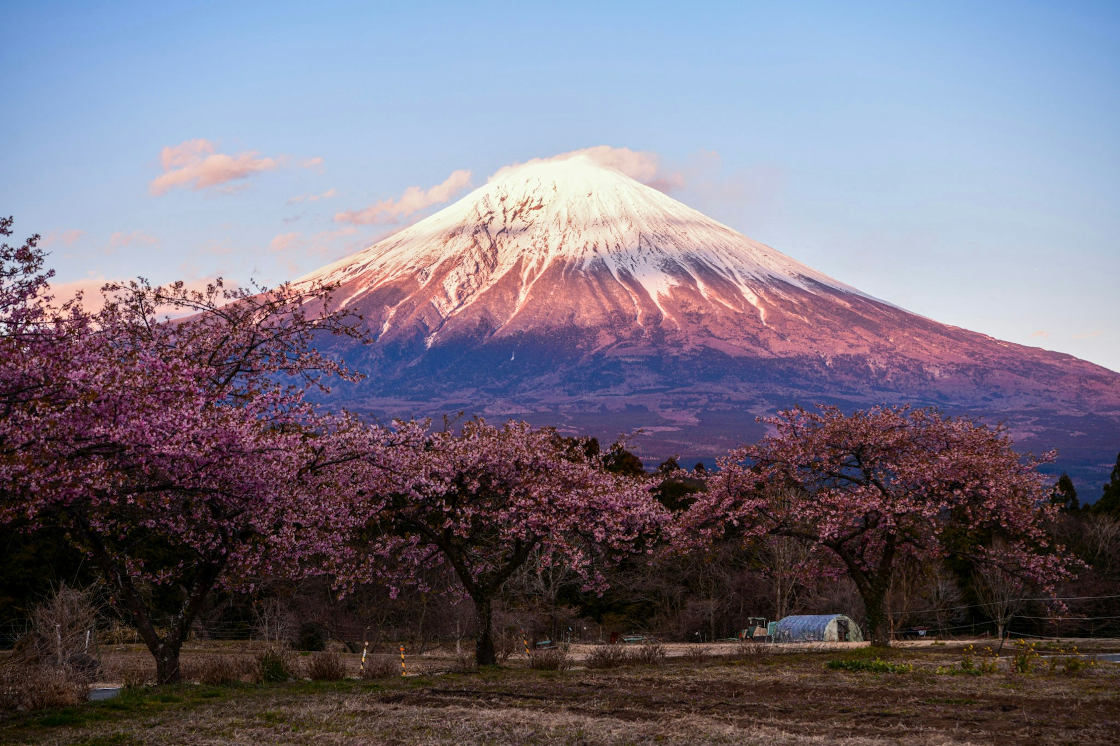 富士山の雪と桜の木々の美しい風景