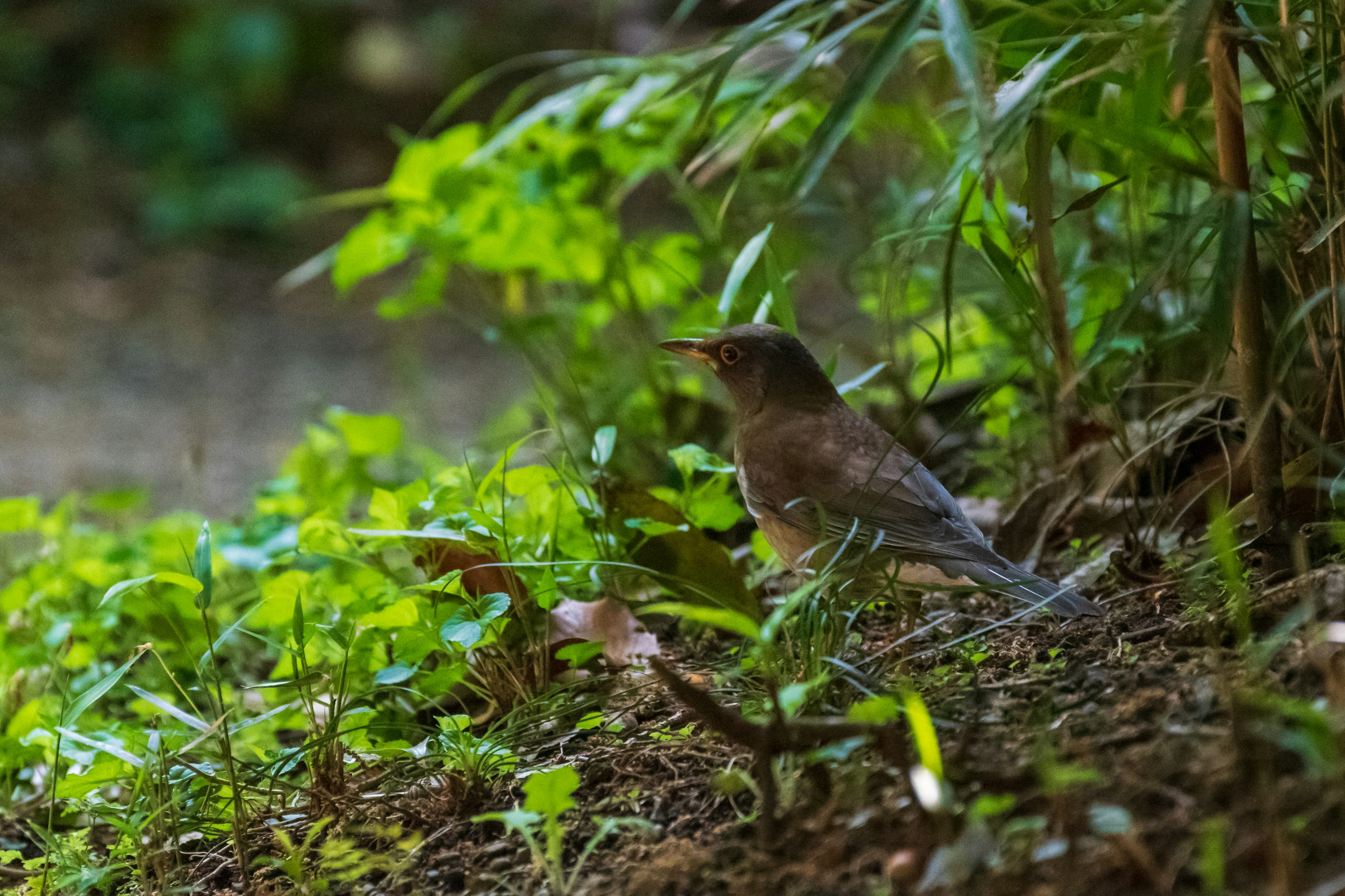 緑の中にいる小さな鳥の画像 鳥は地面に座っており 背景には植物が茂っている