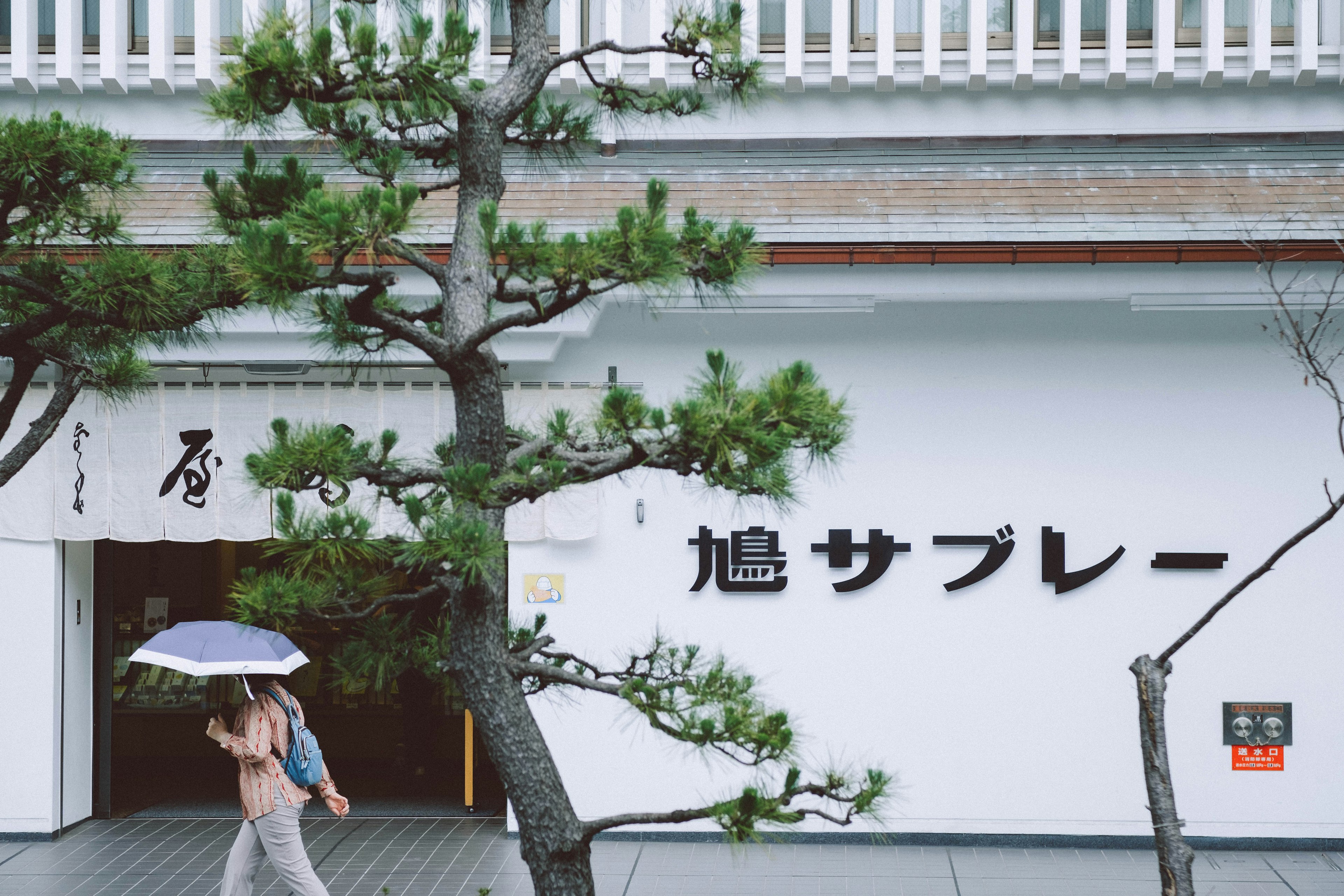 白い壁の前を歩く女性と松の木のある風景