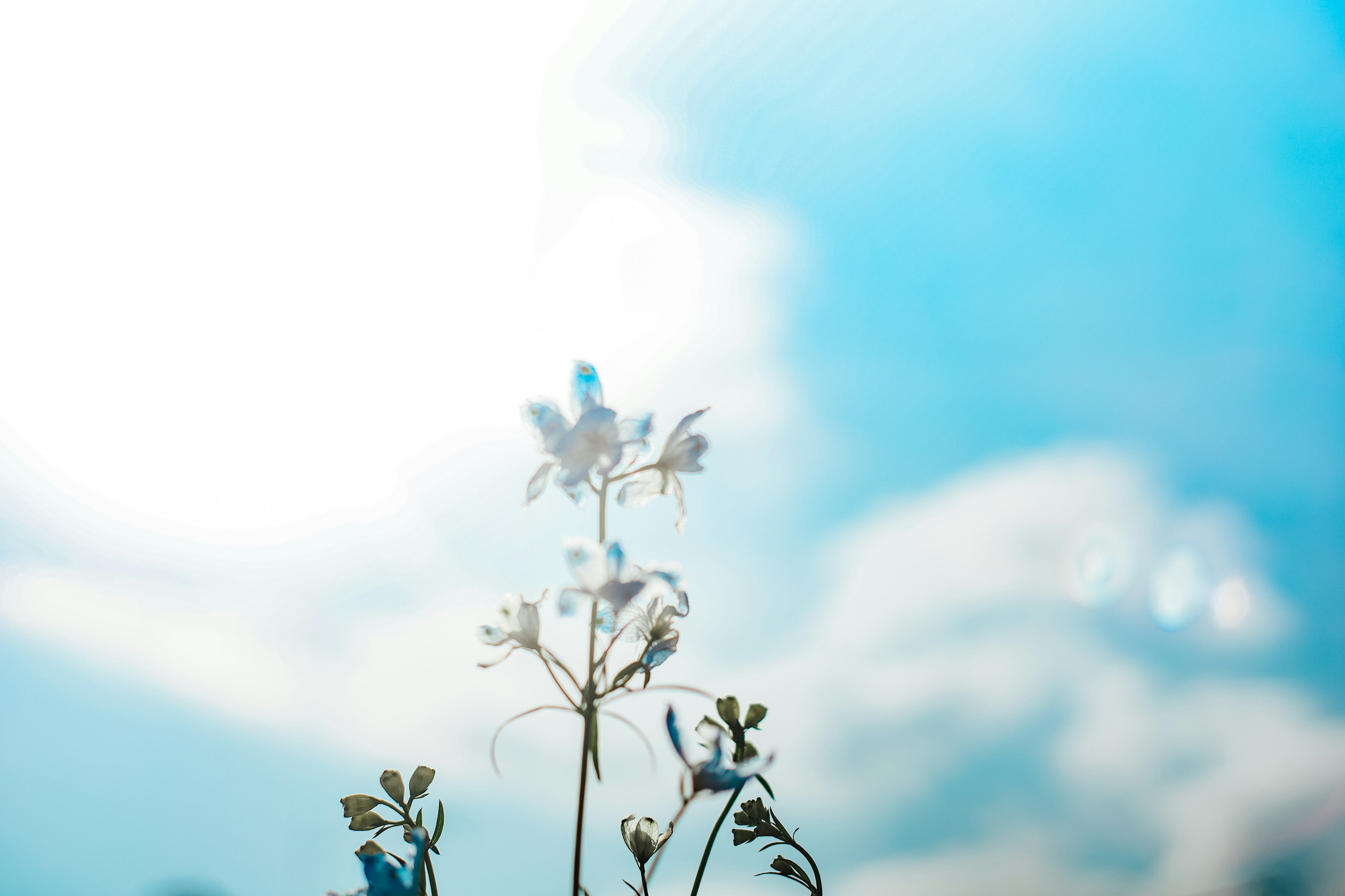 Close-up of white flowers against a blue sky