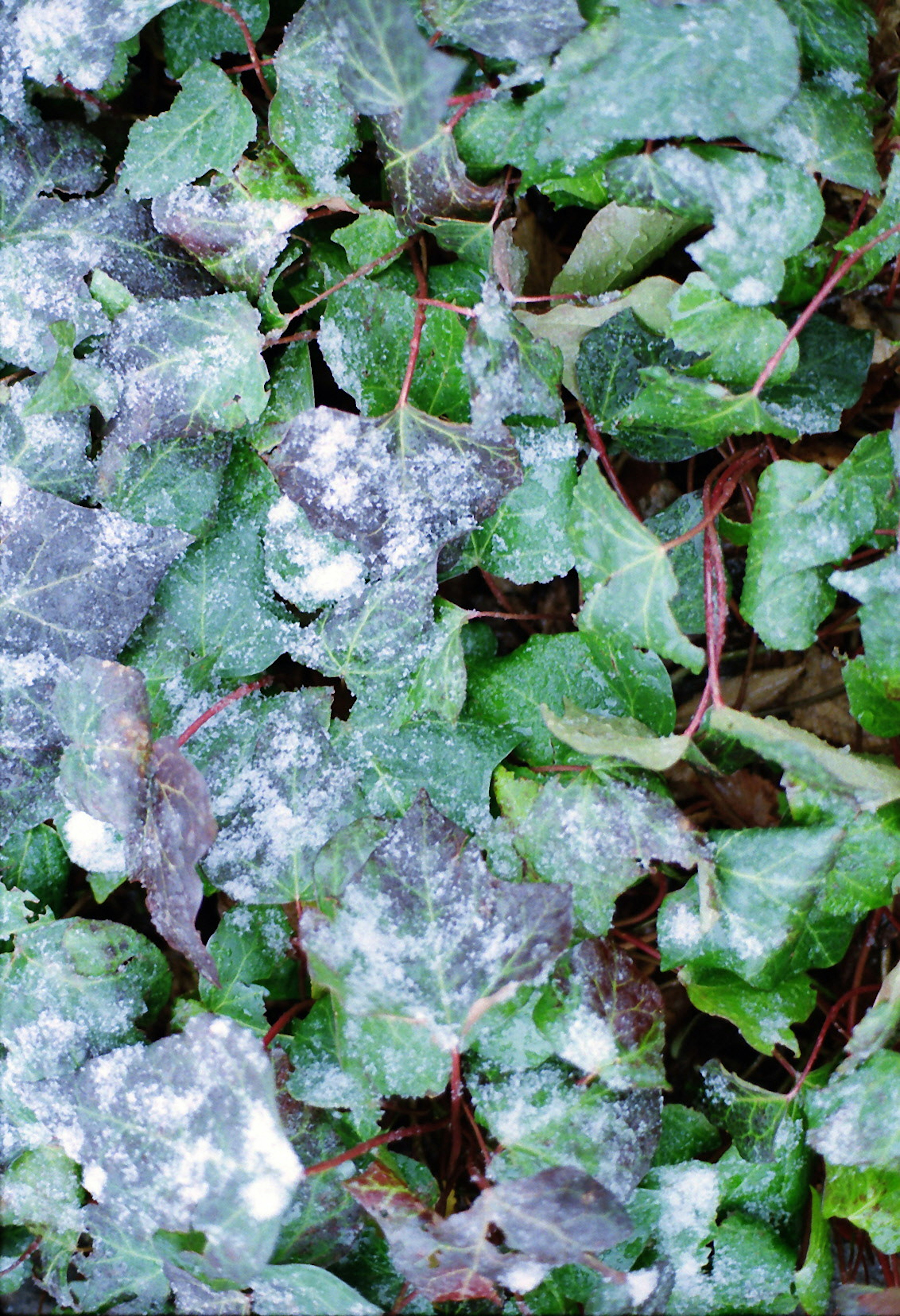 Close-up of ivy leaves covered with white powdery substance