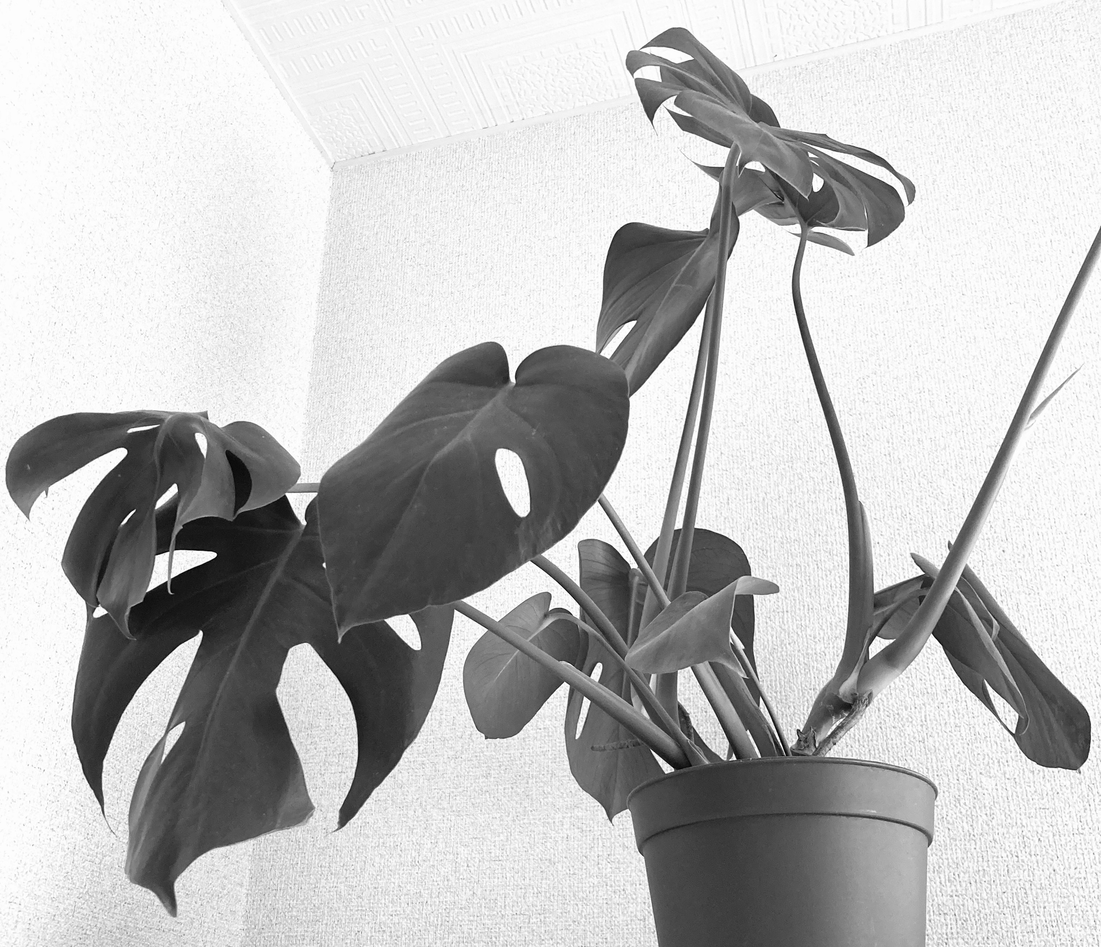 Plante Monstera en noir et blanc dans un pot