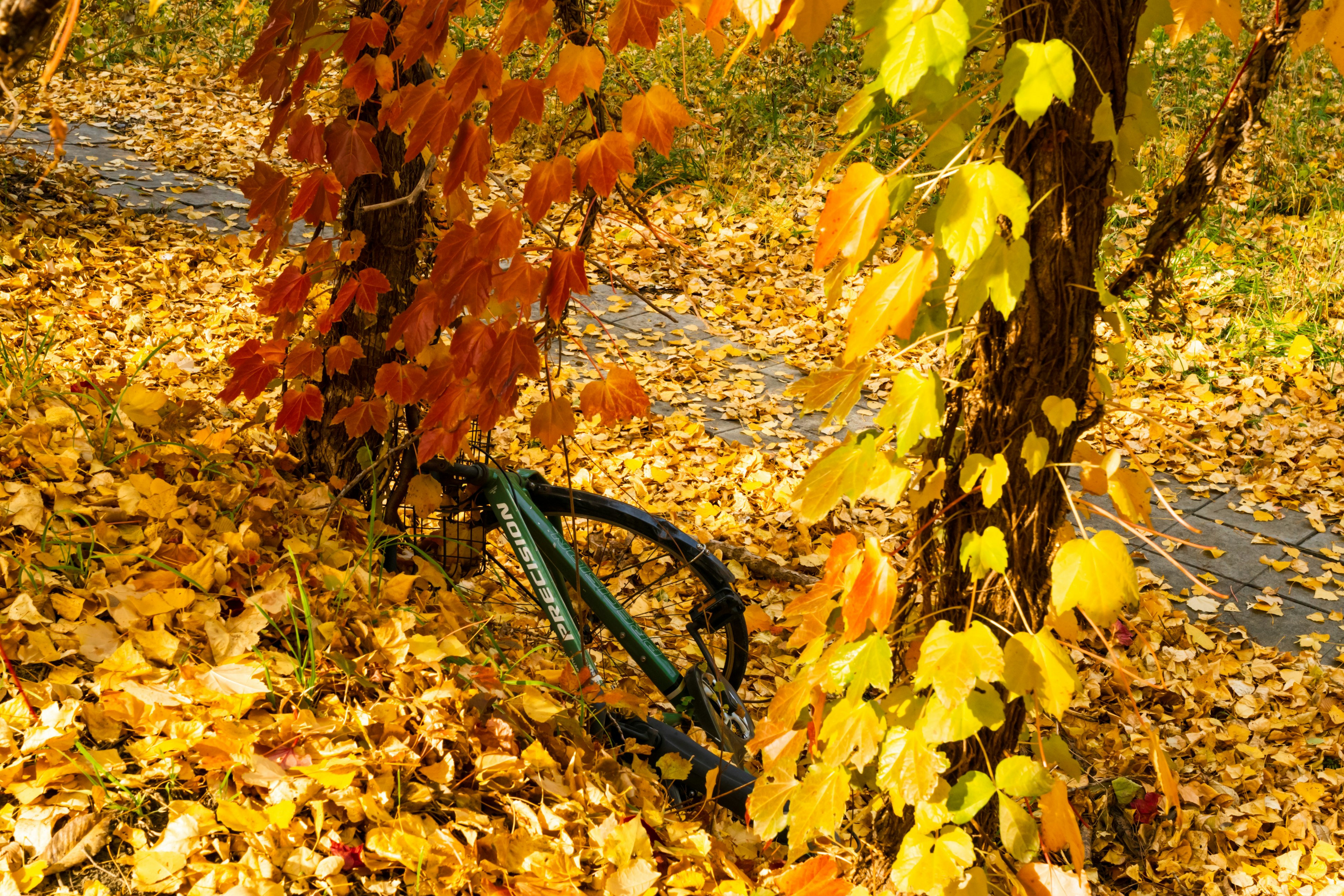 Bicycle frame surrounded by autumn leaves