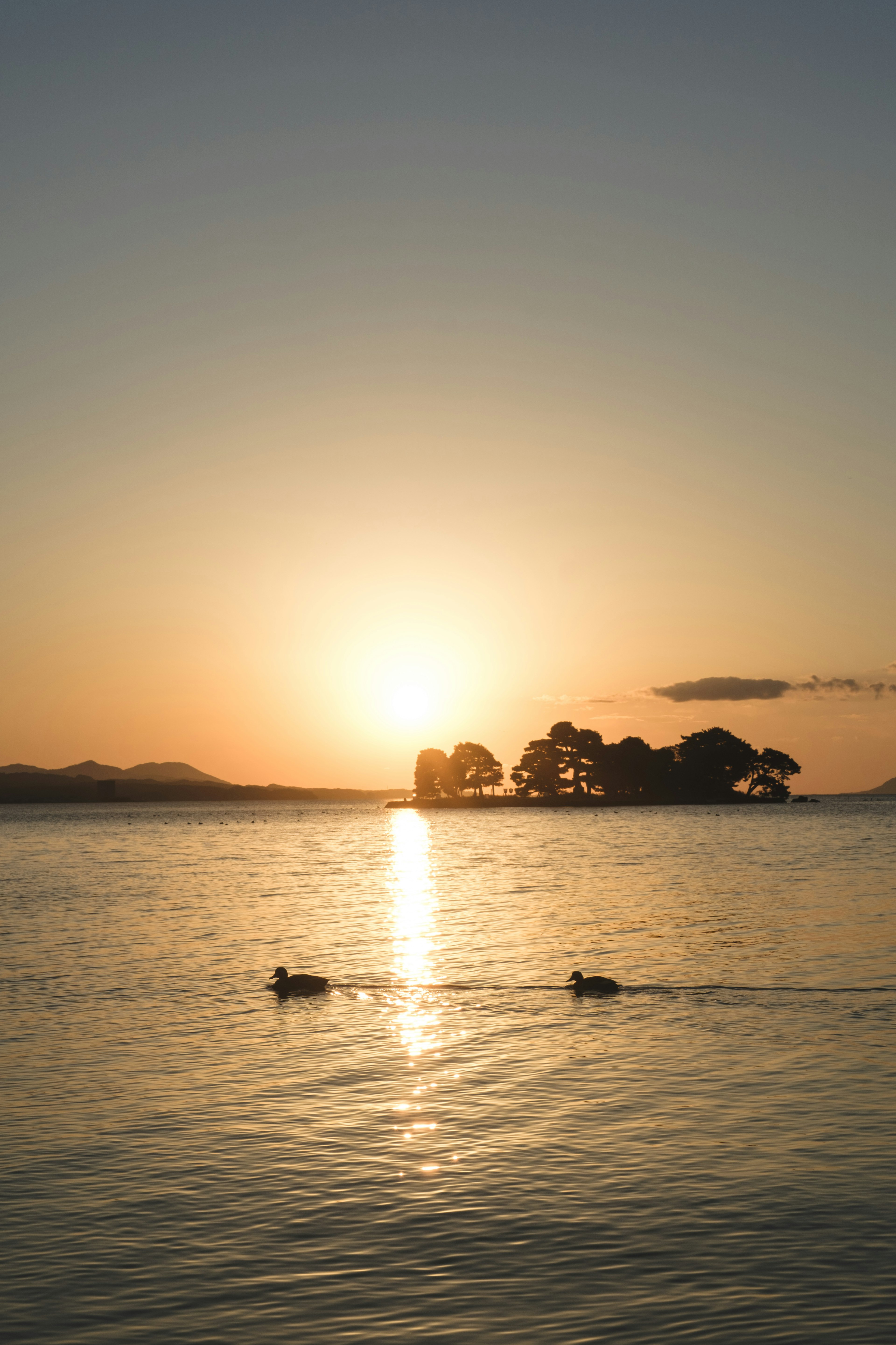 Ducks swimming on a lake with a glowing sunset in the background