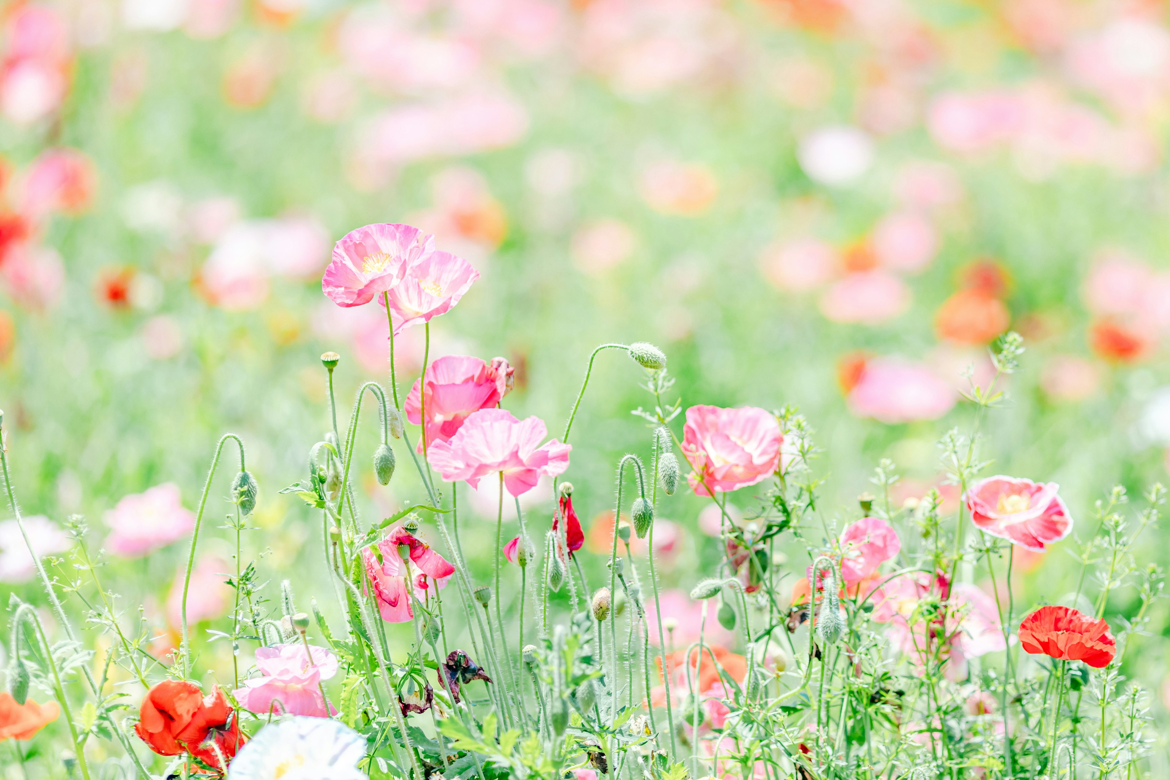 色とりどりの花が咲く風景の写真