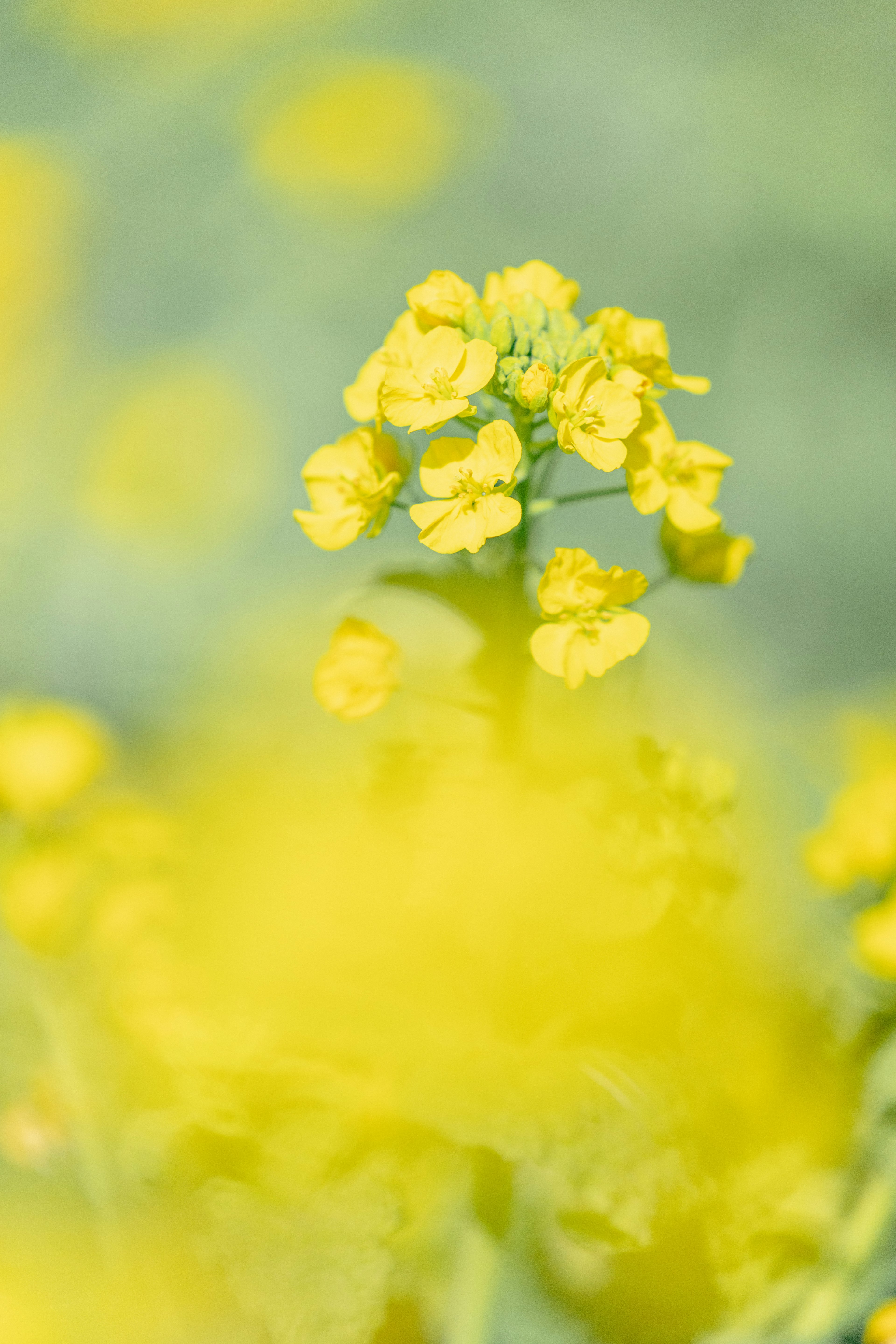 黄色い花が咲いている植物のクローズアップ背景はぼやけている