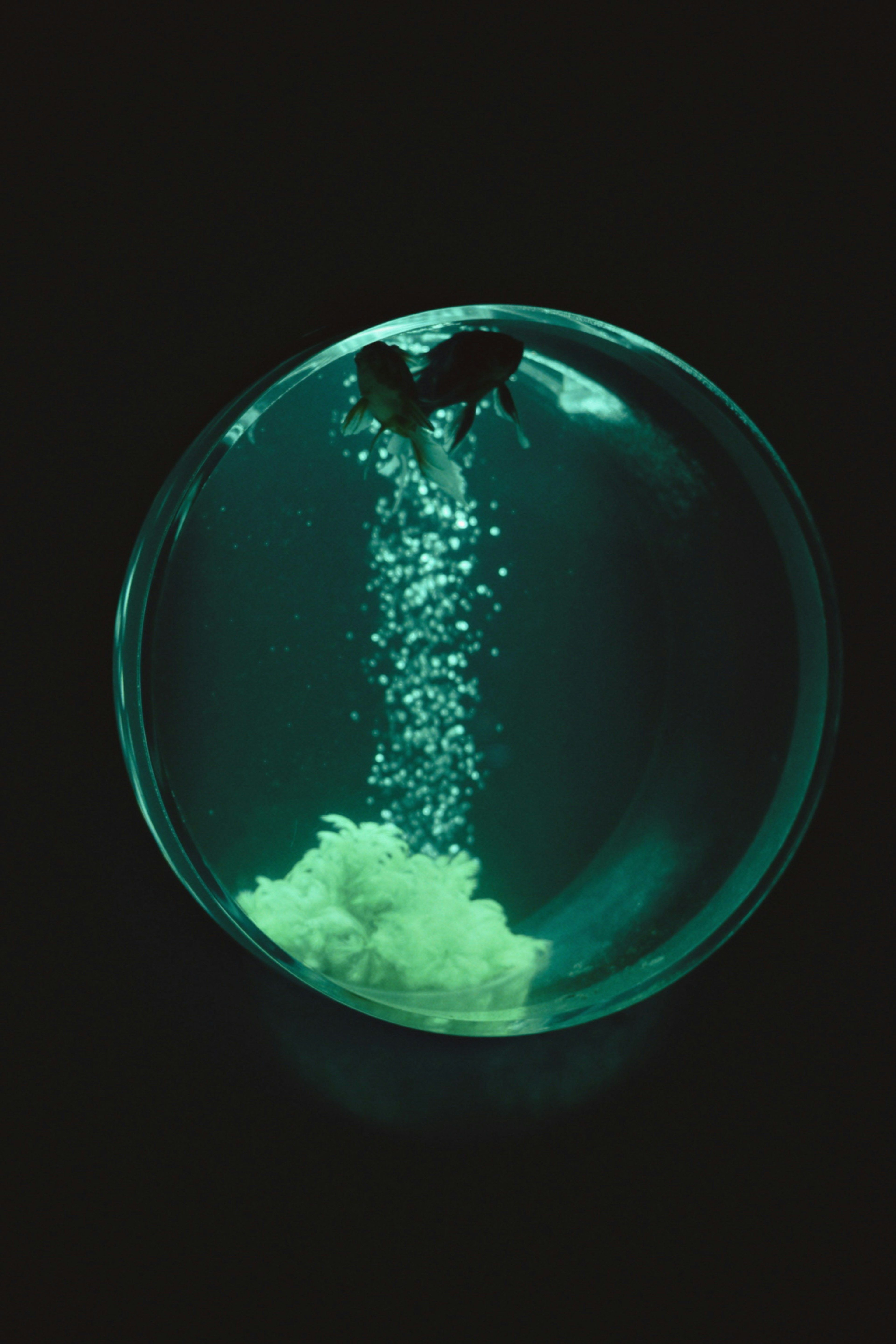 A transparent sphere with bubbles rising and a white cloud-like object inside