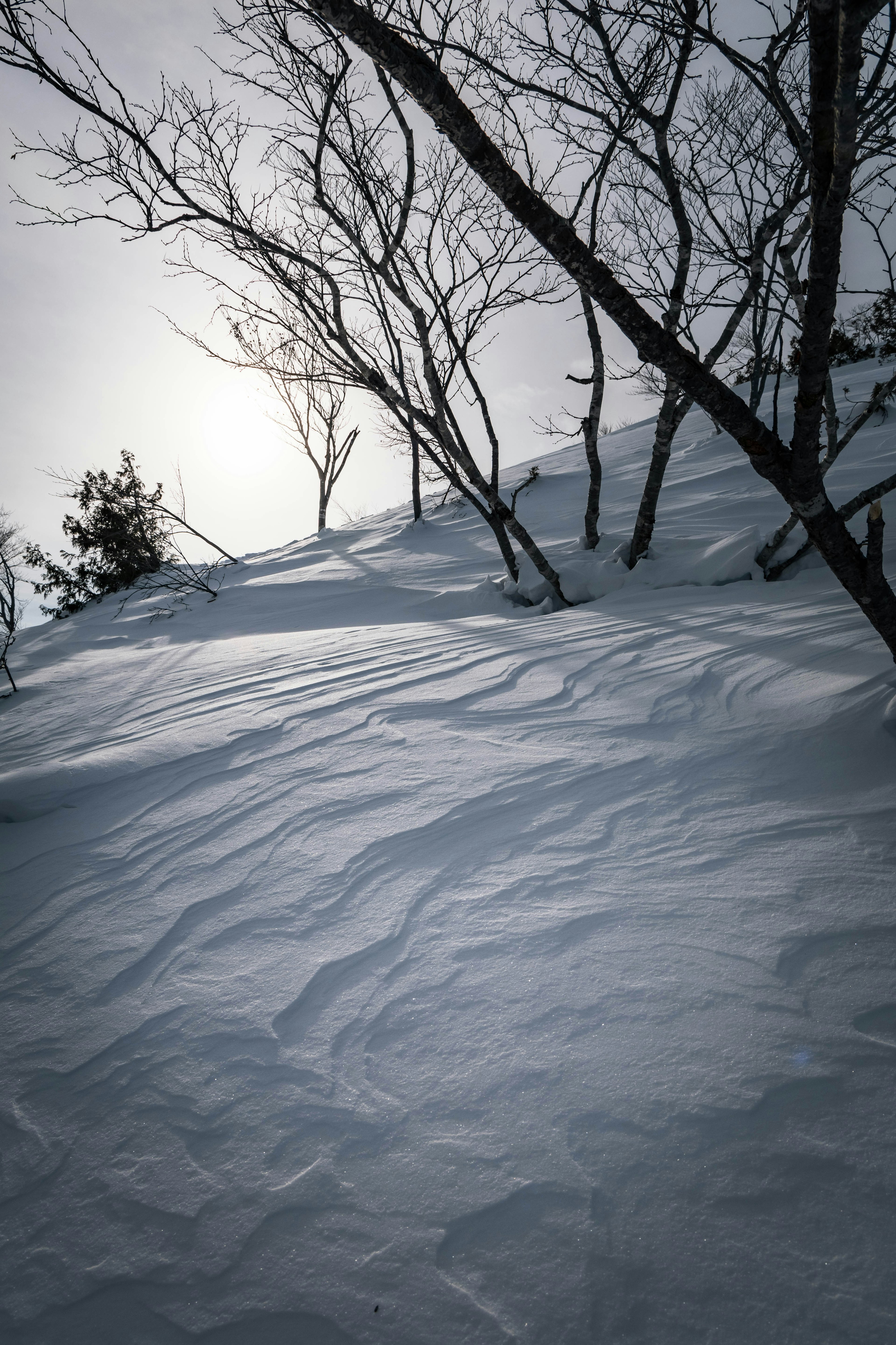 雪に覆われた斜面と木々のシルエット