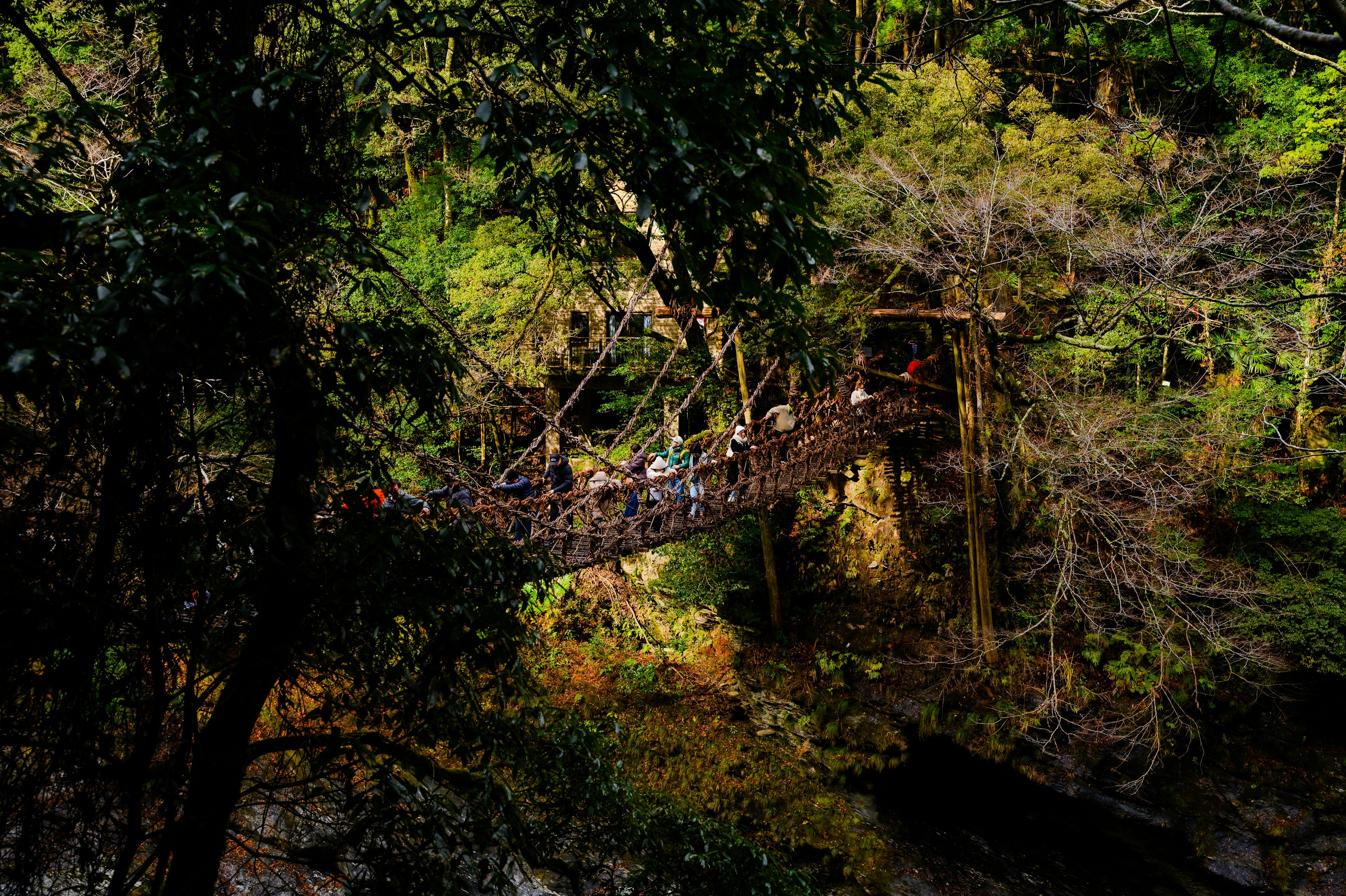 People crossing a suspension bridge in a lush green forest