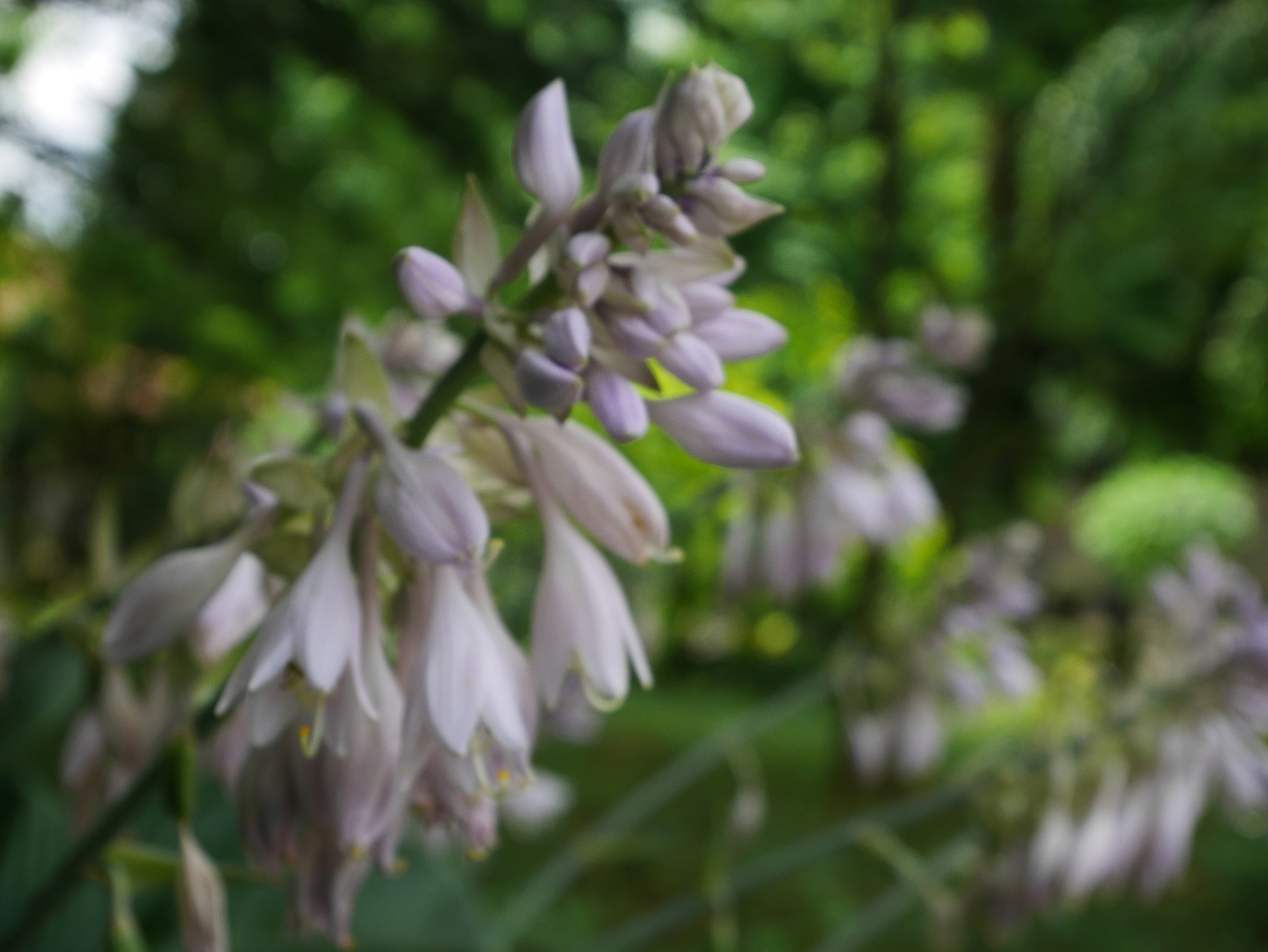 Büschel von blassen lila Hosta-Blüten mit grünem Laub im Hintergrund