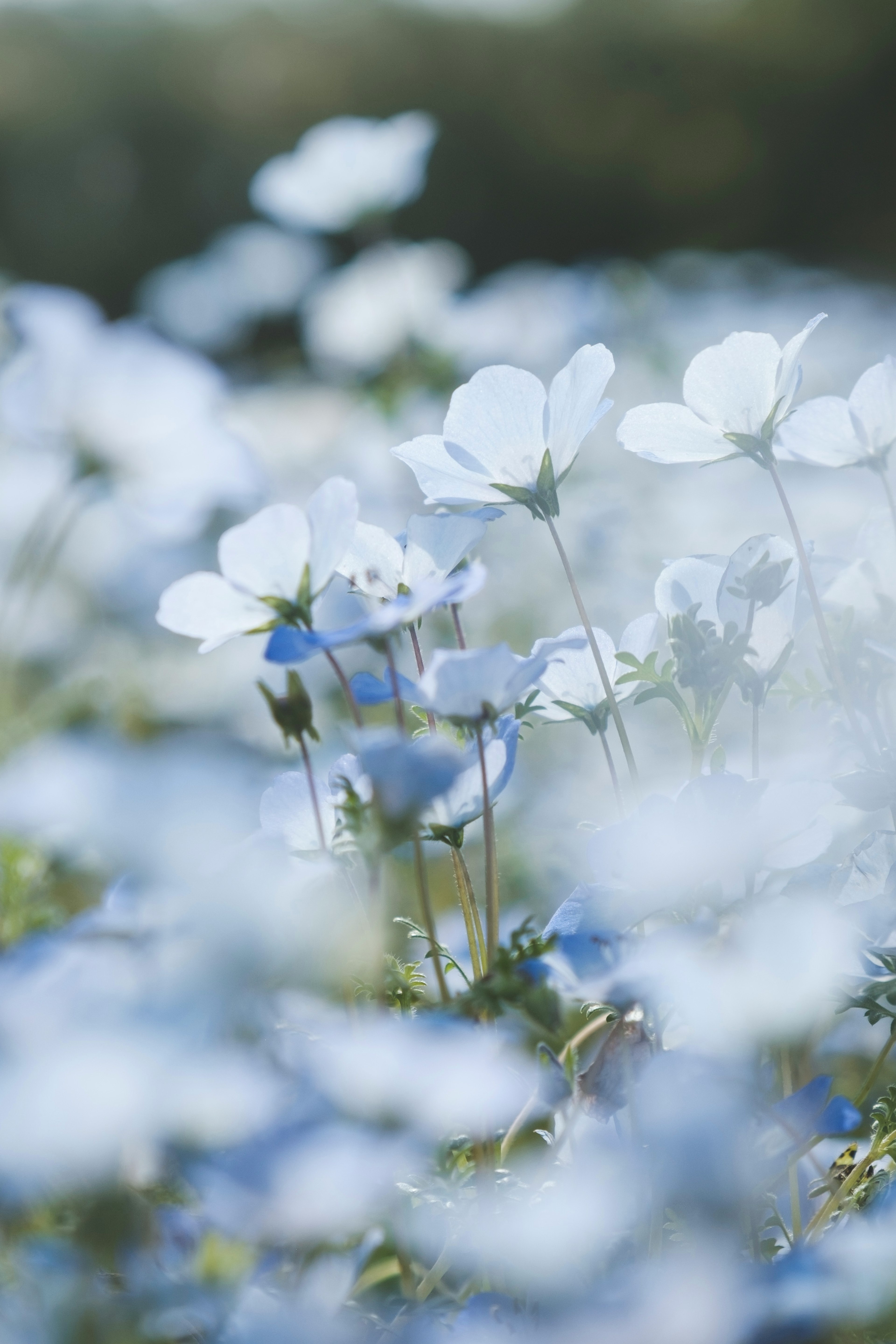 青い花が咲く美しい風景の写真