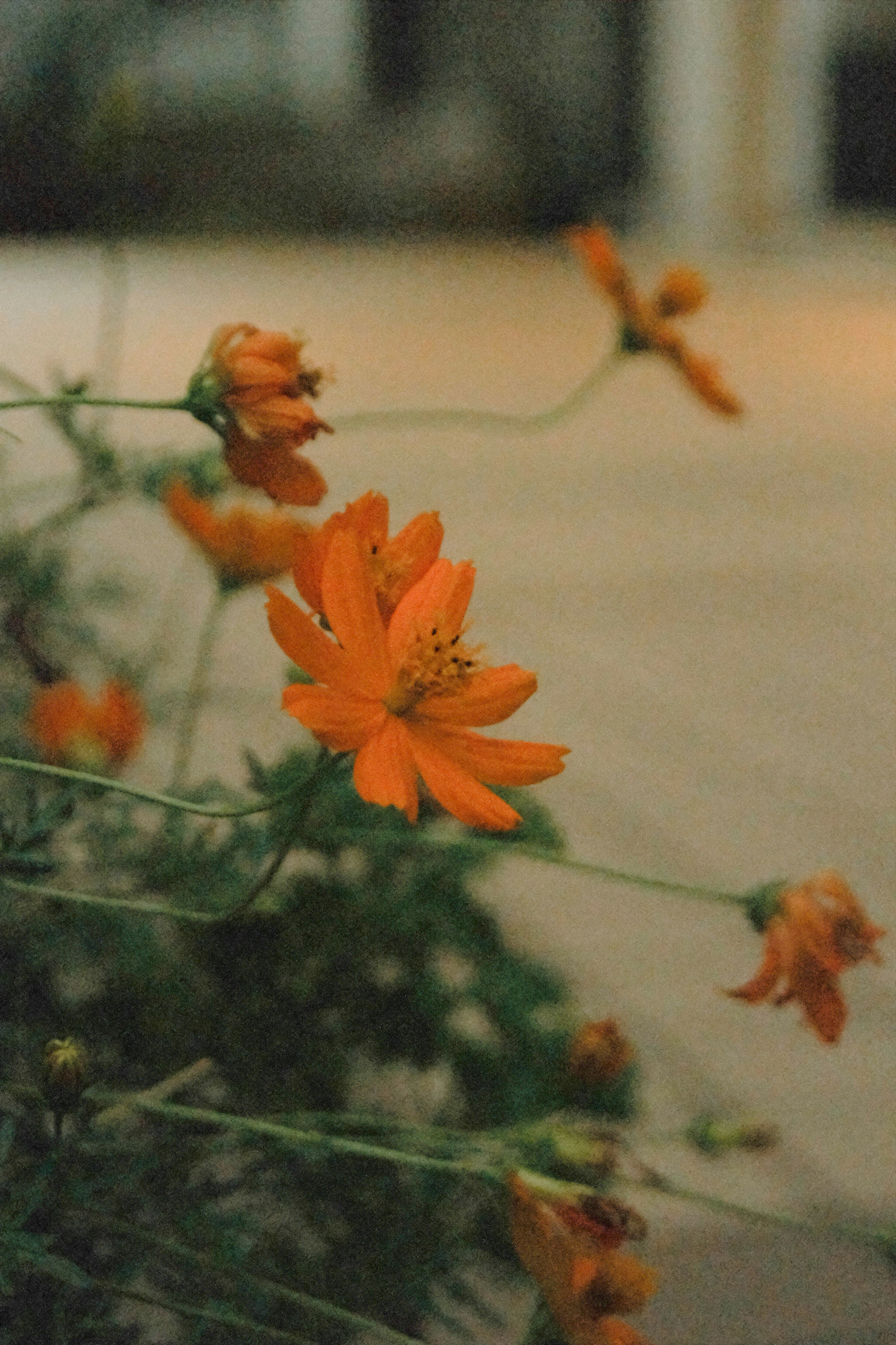 Fiori arancioni vivaci con foglie verdi su una pianta