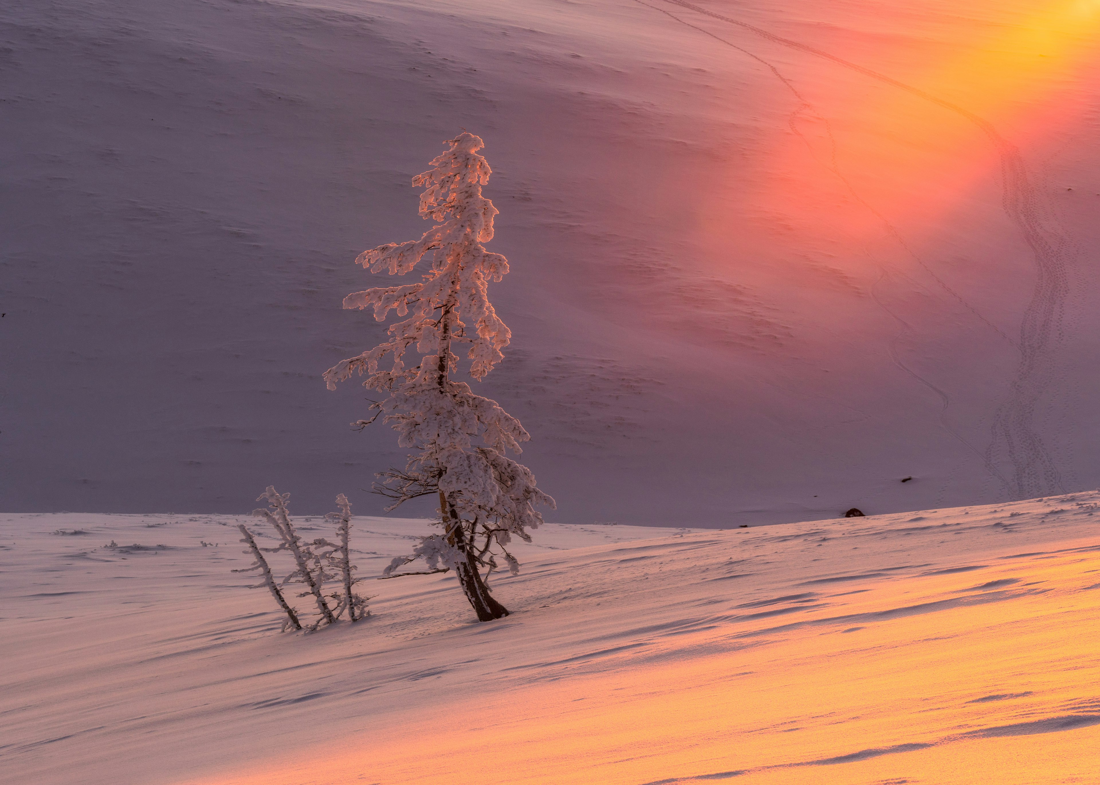 夕日を浴びた雪に覆われた木と風景