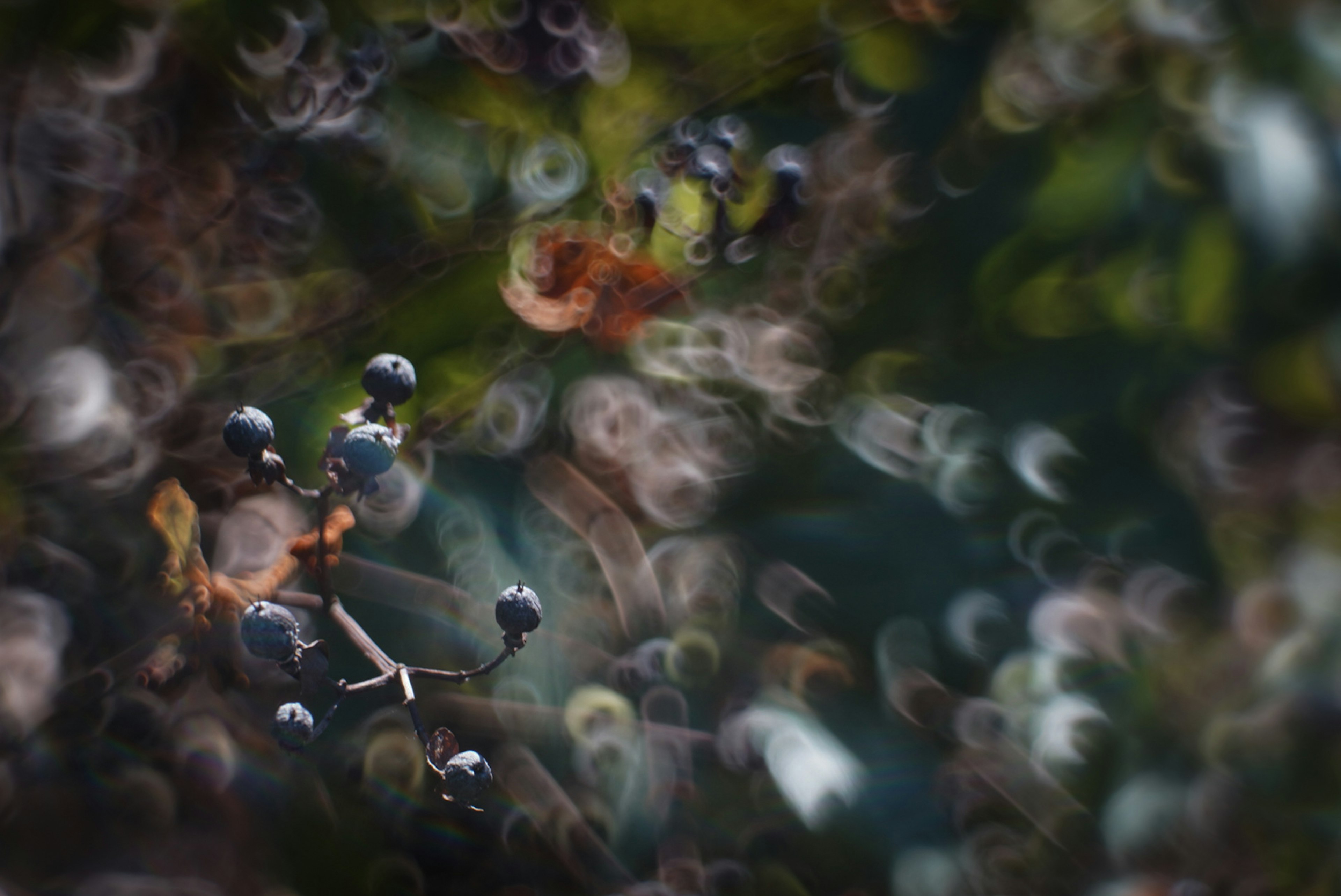 Ein verschwommenes Hintergrundbild mit verstreuten dunklen Beeren in einer natürlichen Umgebung