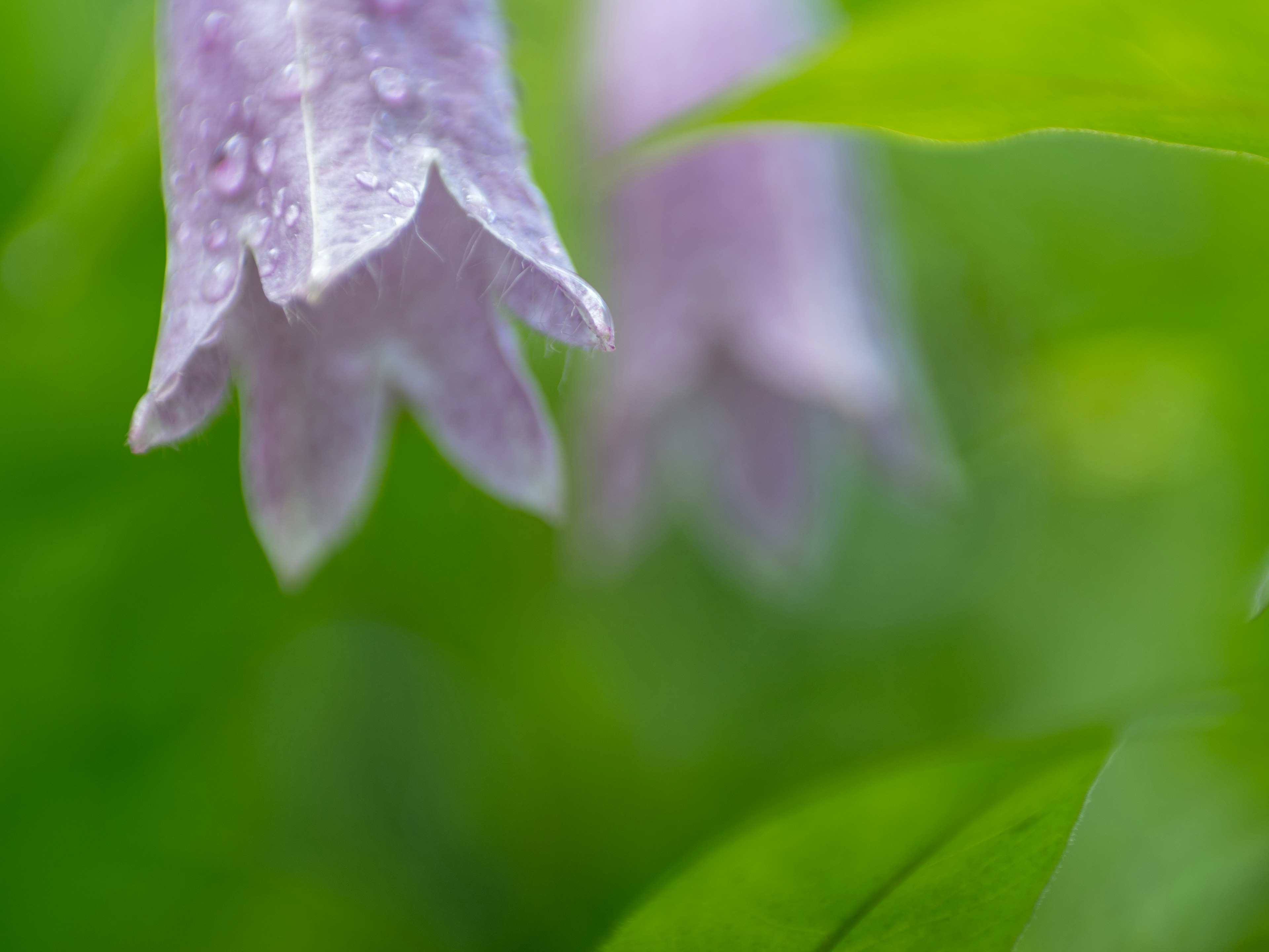 Flor en forma de campana púrpura rodeada de hojas verdes