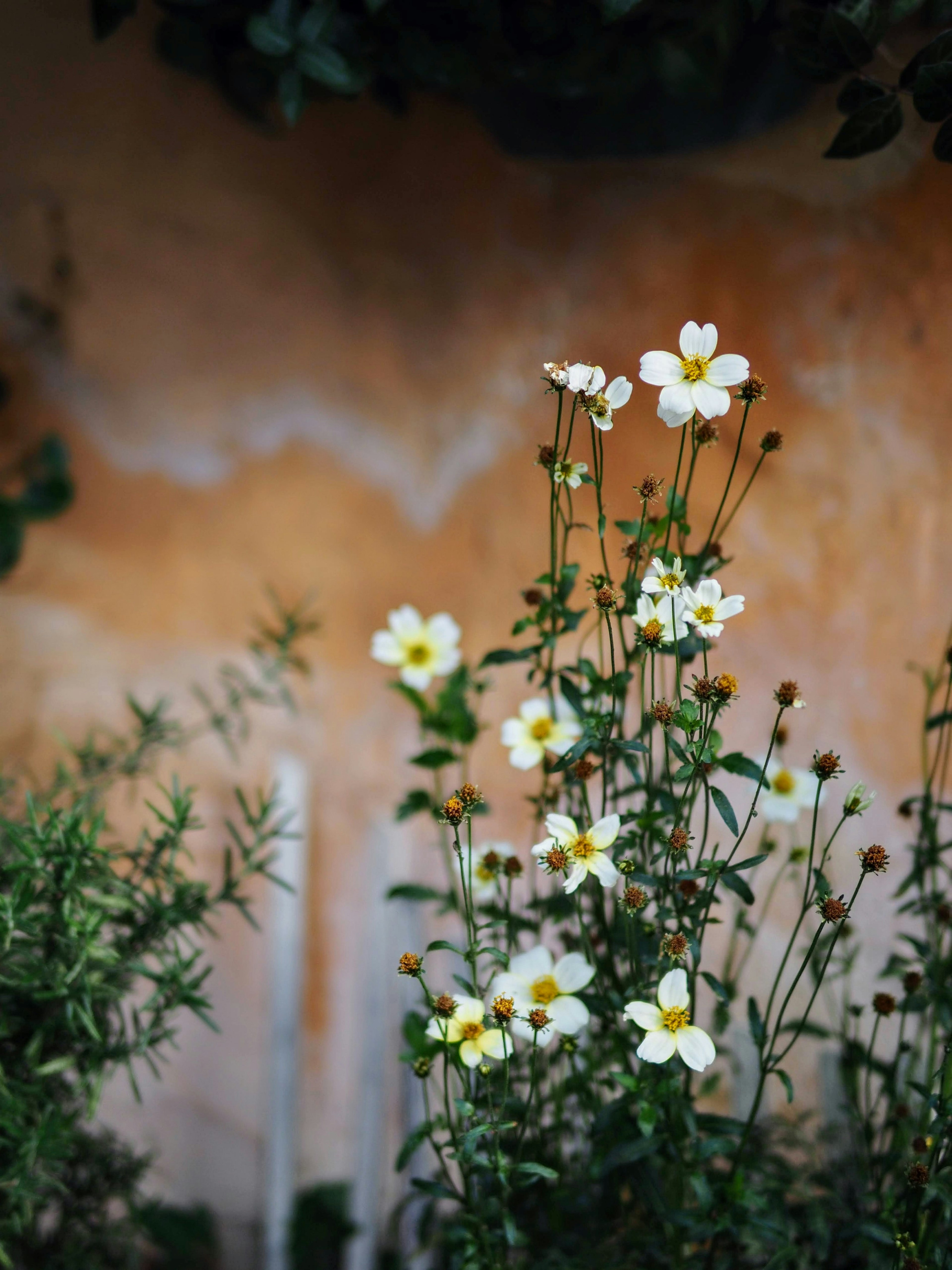 Eine Gartenszene mit weißen Blumen vor einer orangefarbenen Wand