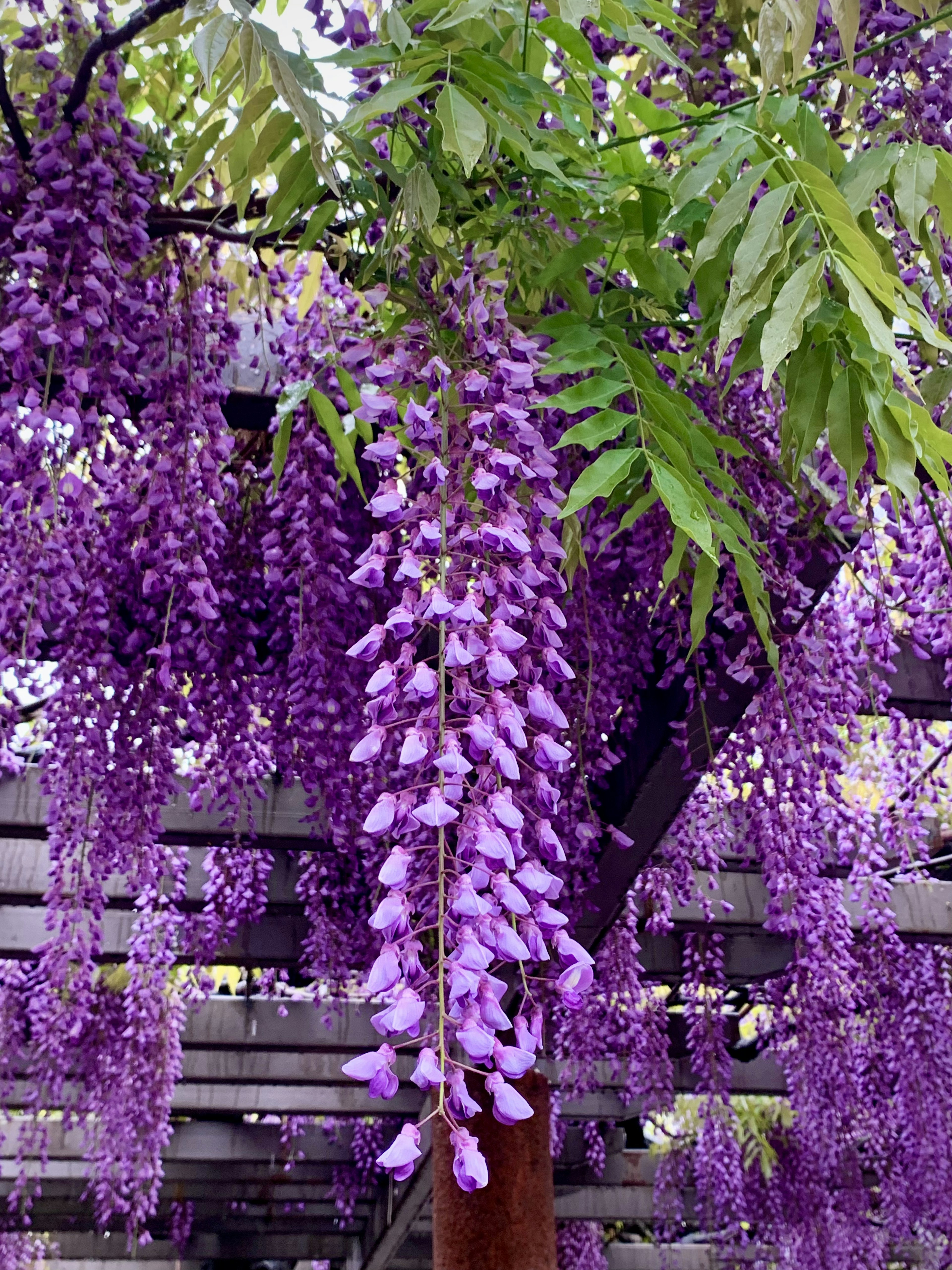 美丽的紫藤花垂挂场景