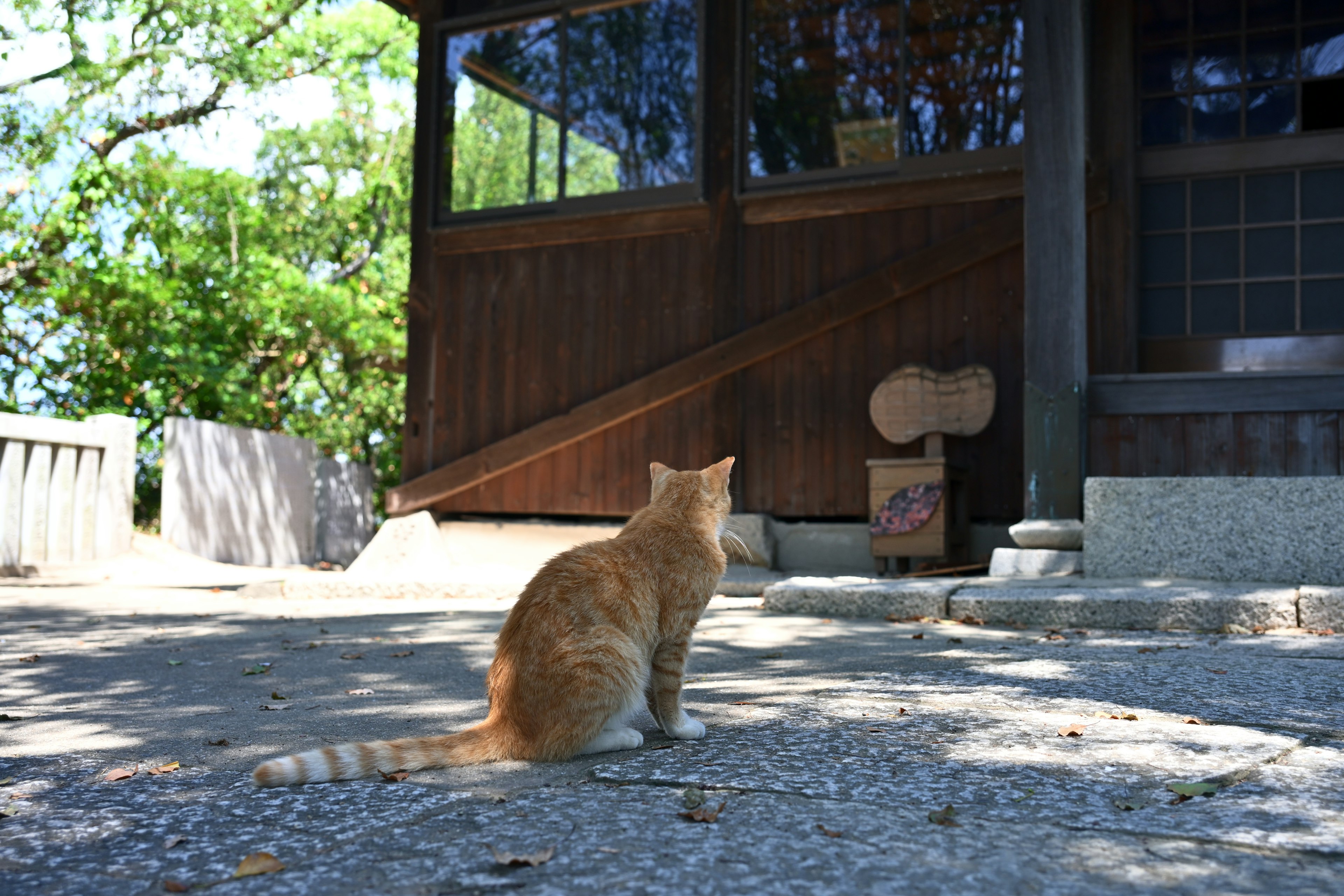 Un gatto seduto davanti a una struttura in legno