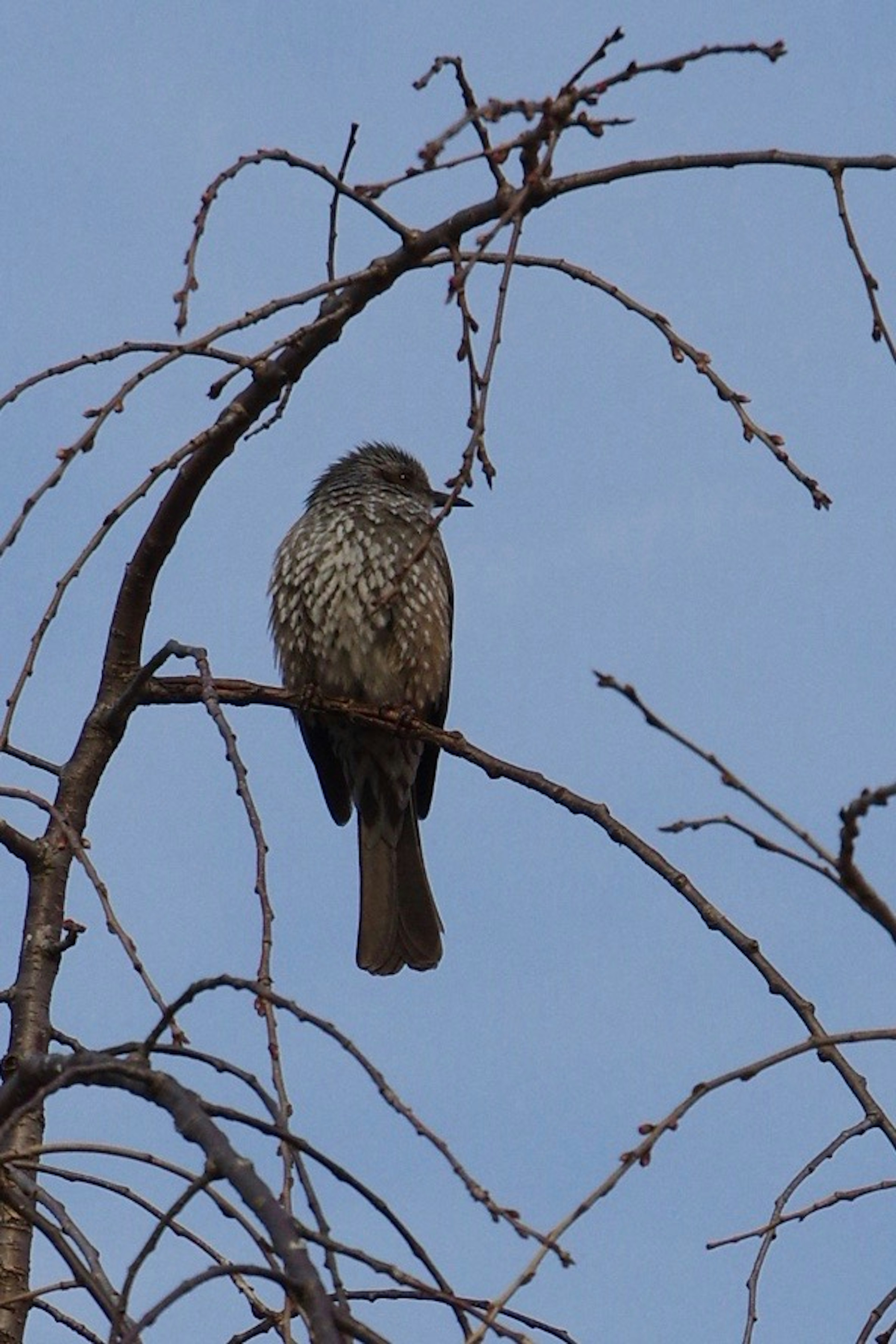 Bird perched on a tree branch against a blue sky