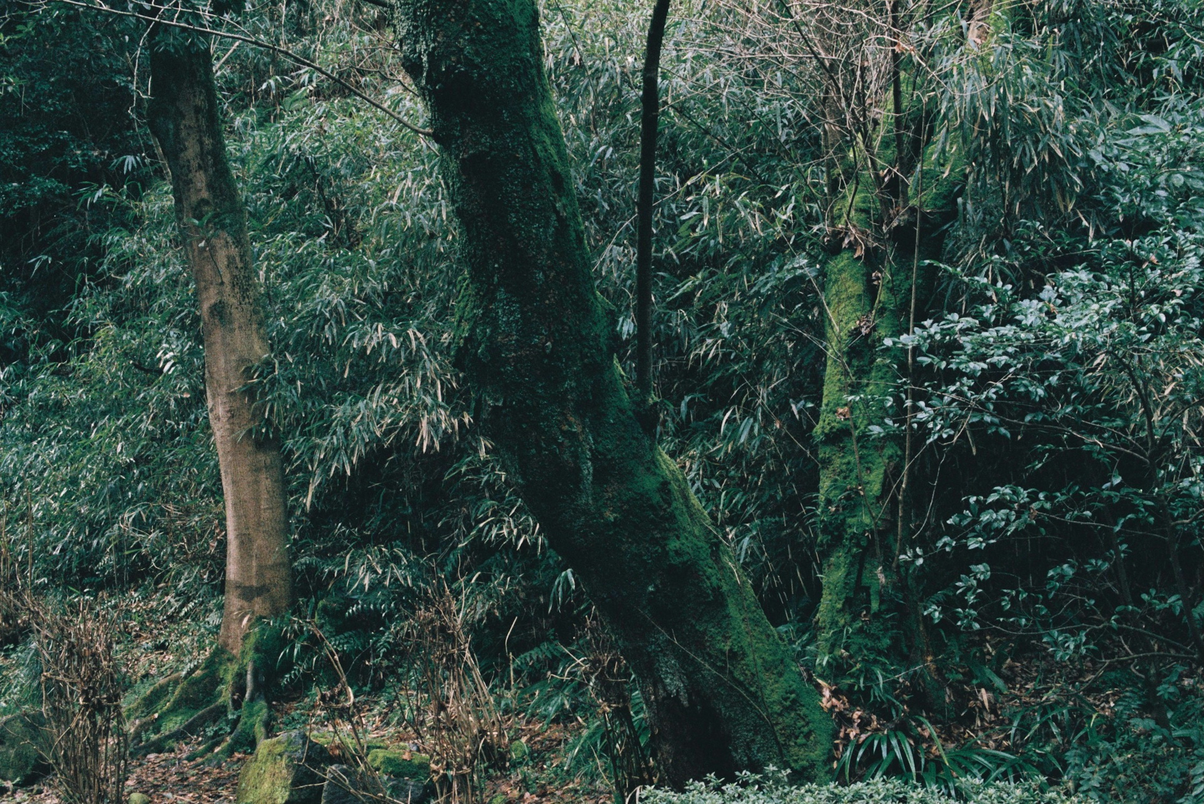 緑豊かな森の中にある苔むした木々の風景