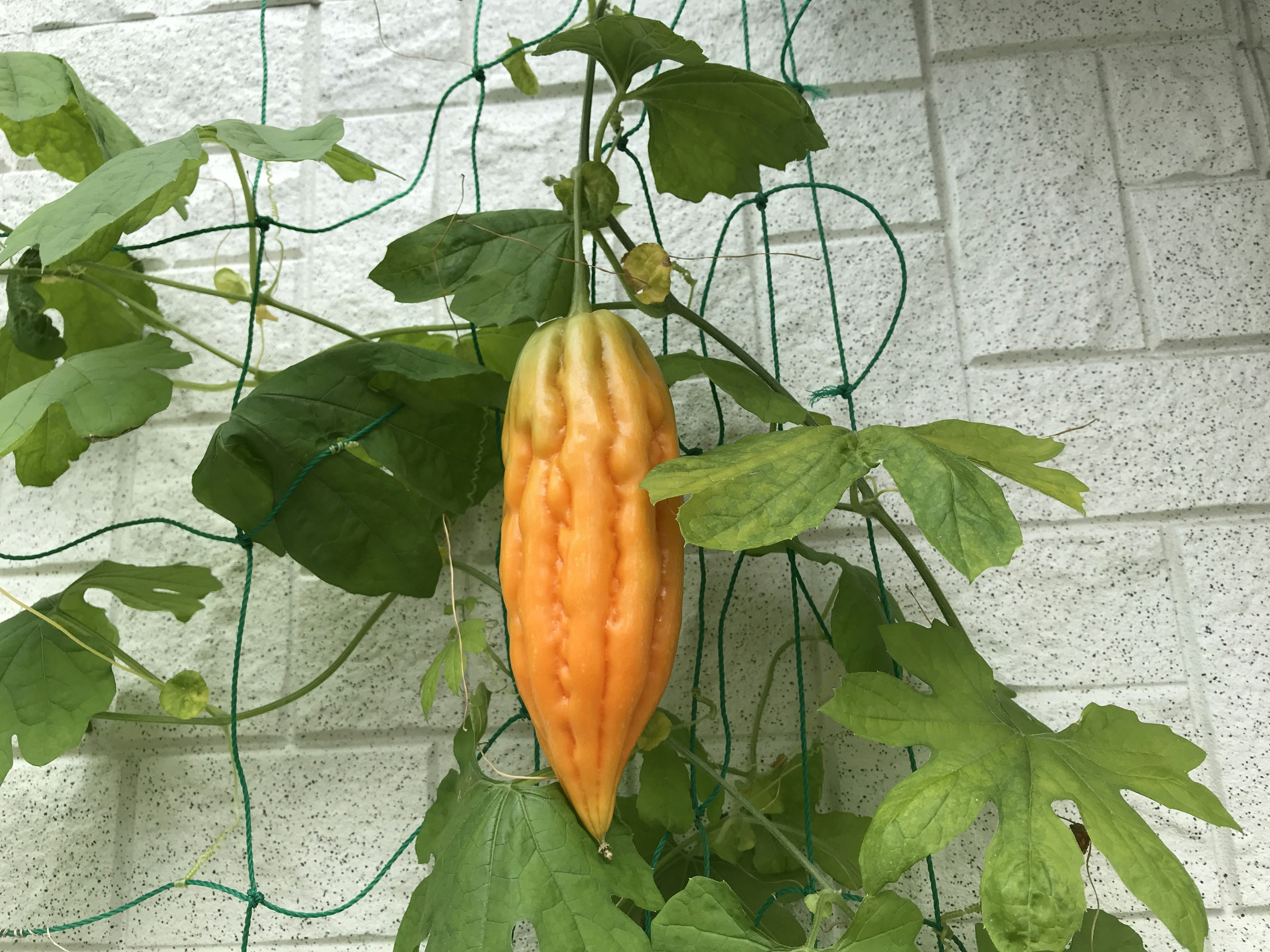 Un melón amargo naranja colgando de hojas verdes