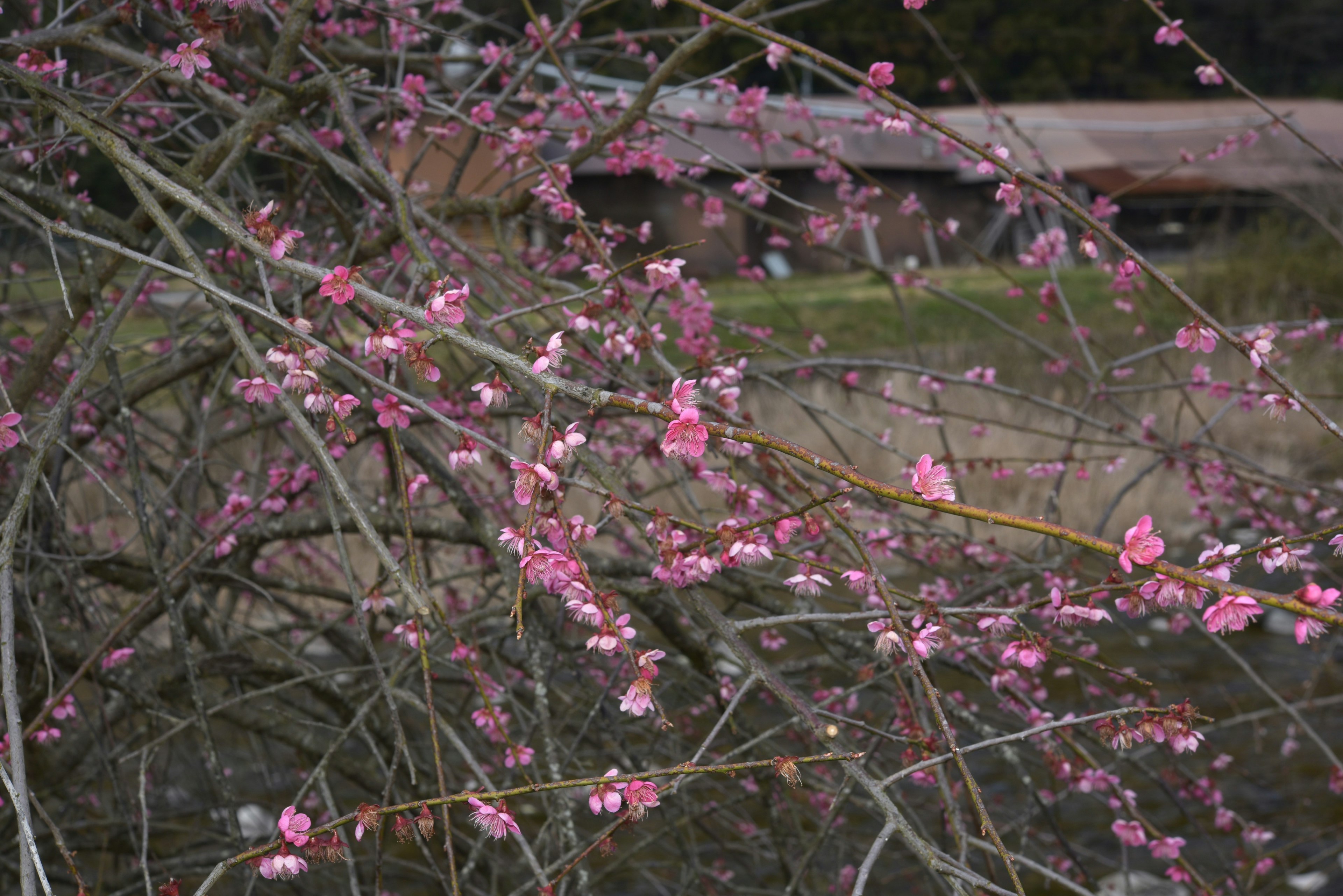 ピンクの花が咲く枝が見える風景