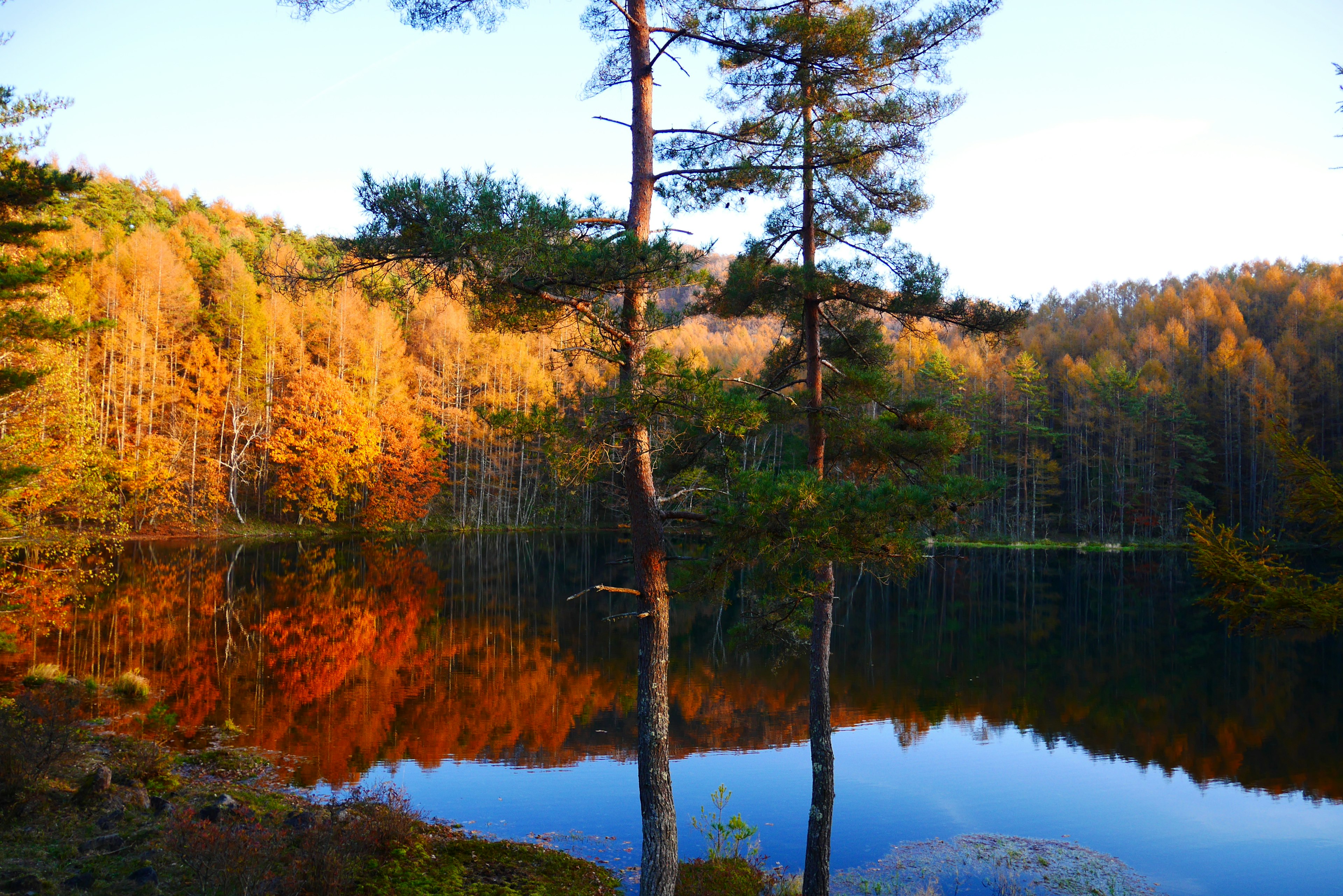 Magnifico paesaggio autunnale con lago e alberi che si riflettono