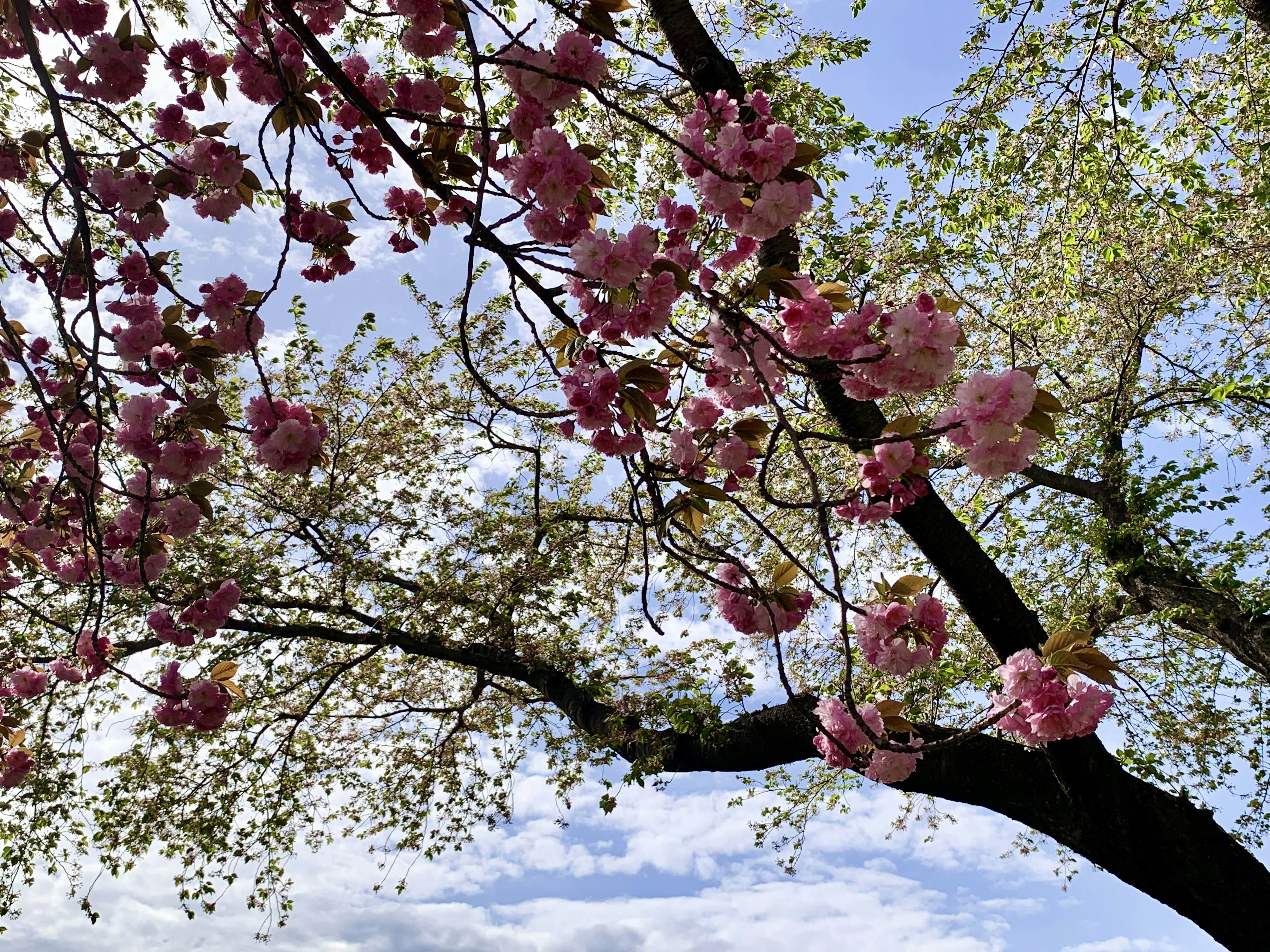 青空の下に咲く桜の花と緑の葉