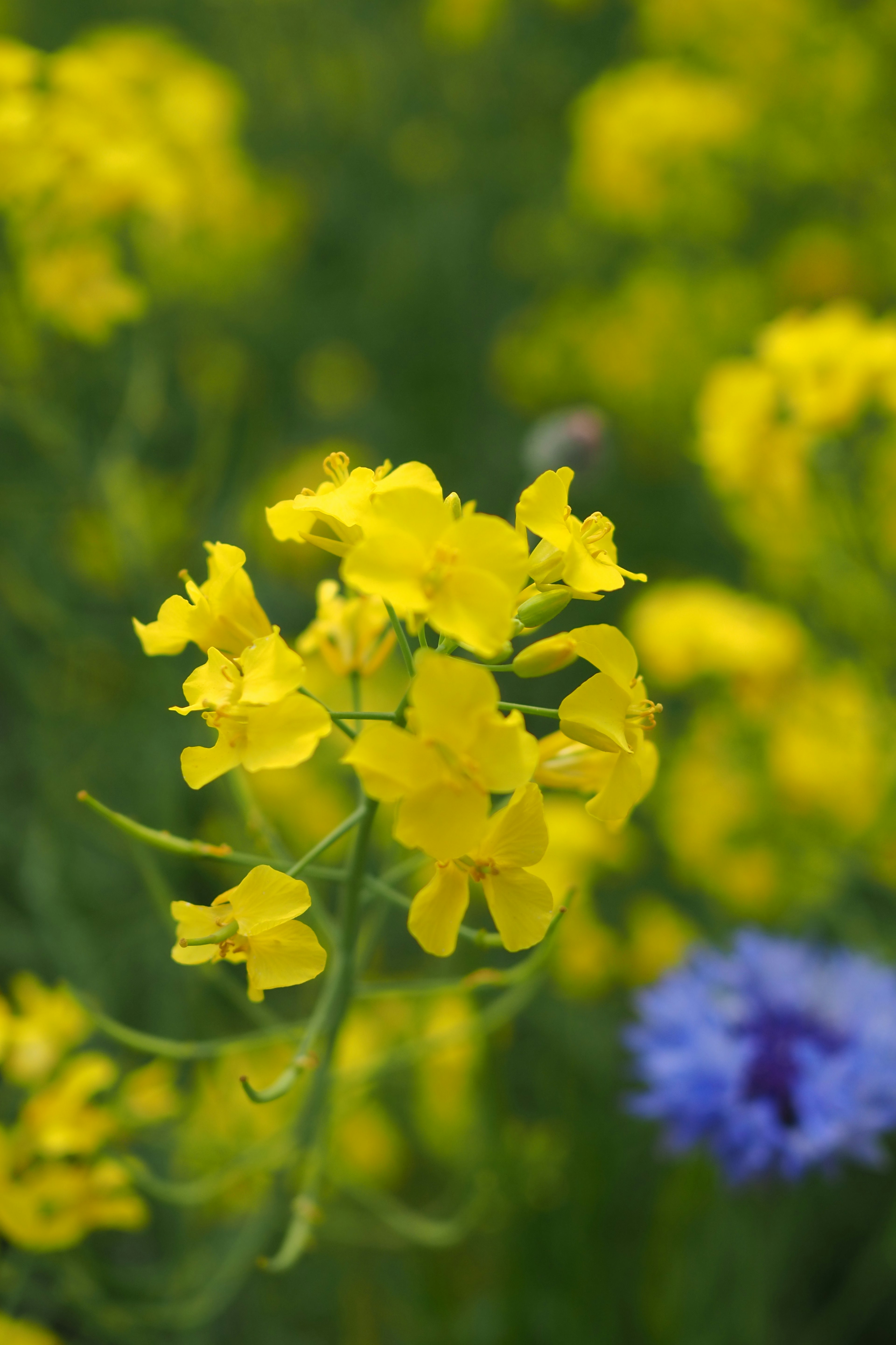 Nahaufnahme von lebhaften gelben Blumen mit einer blauen Blume im Hintergrund