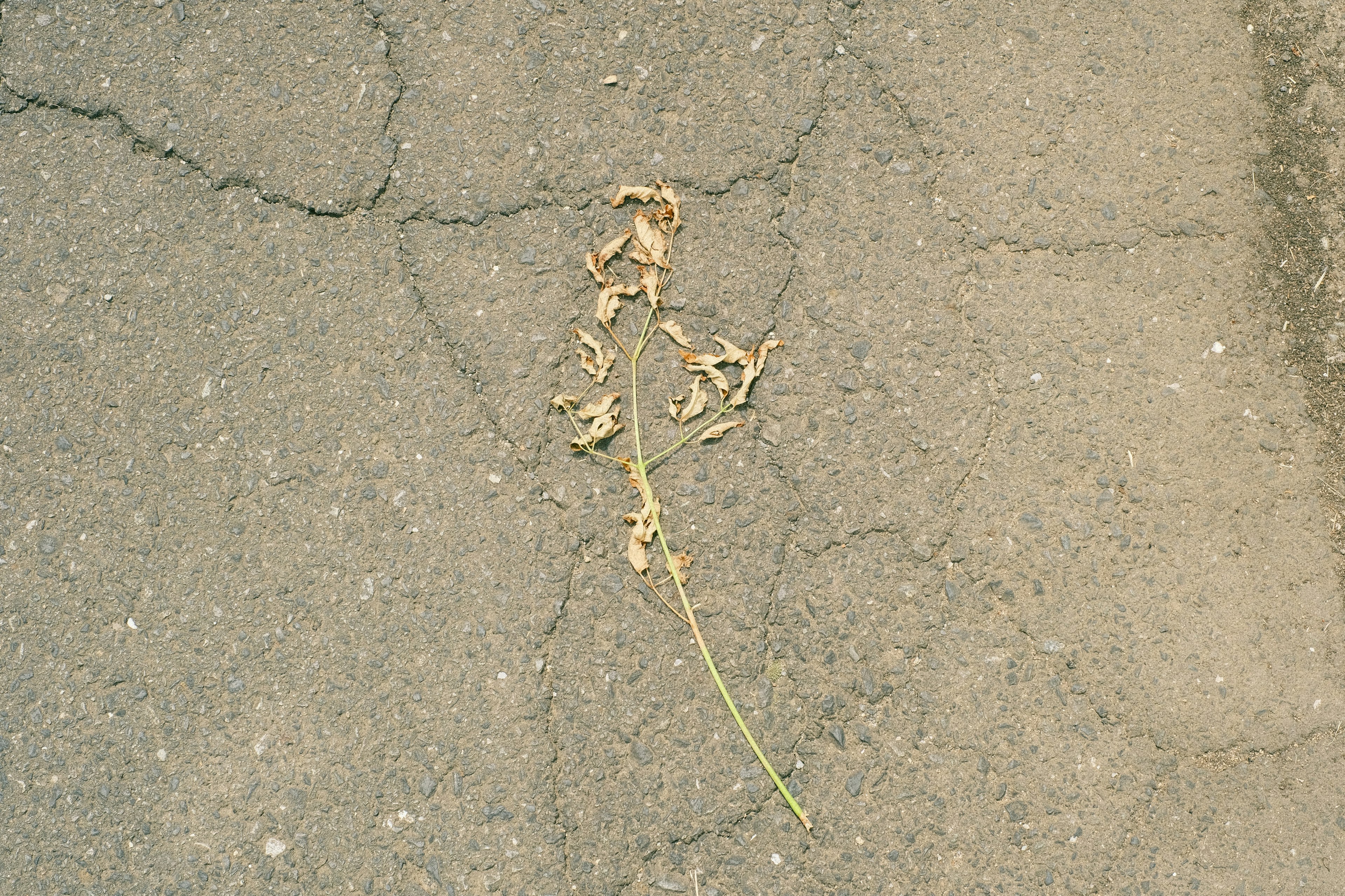 Getrockener Grasstängel auf Asphaltoberfläche