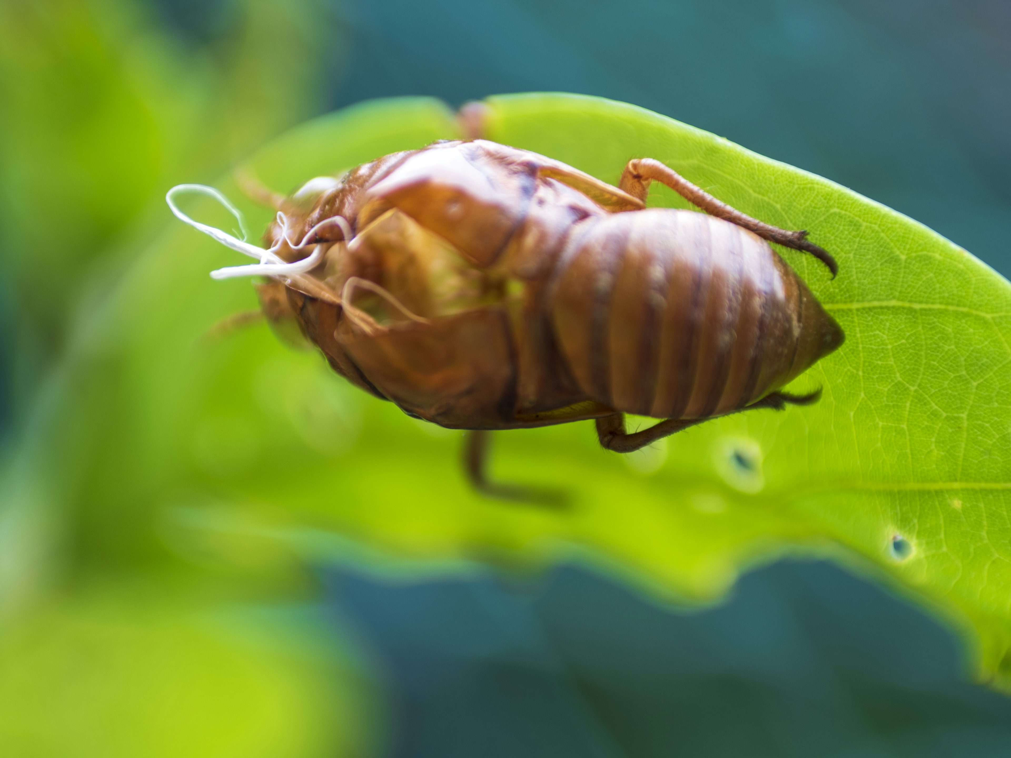 Close-up of a brown insect on a green leaf